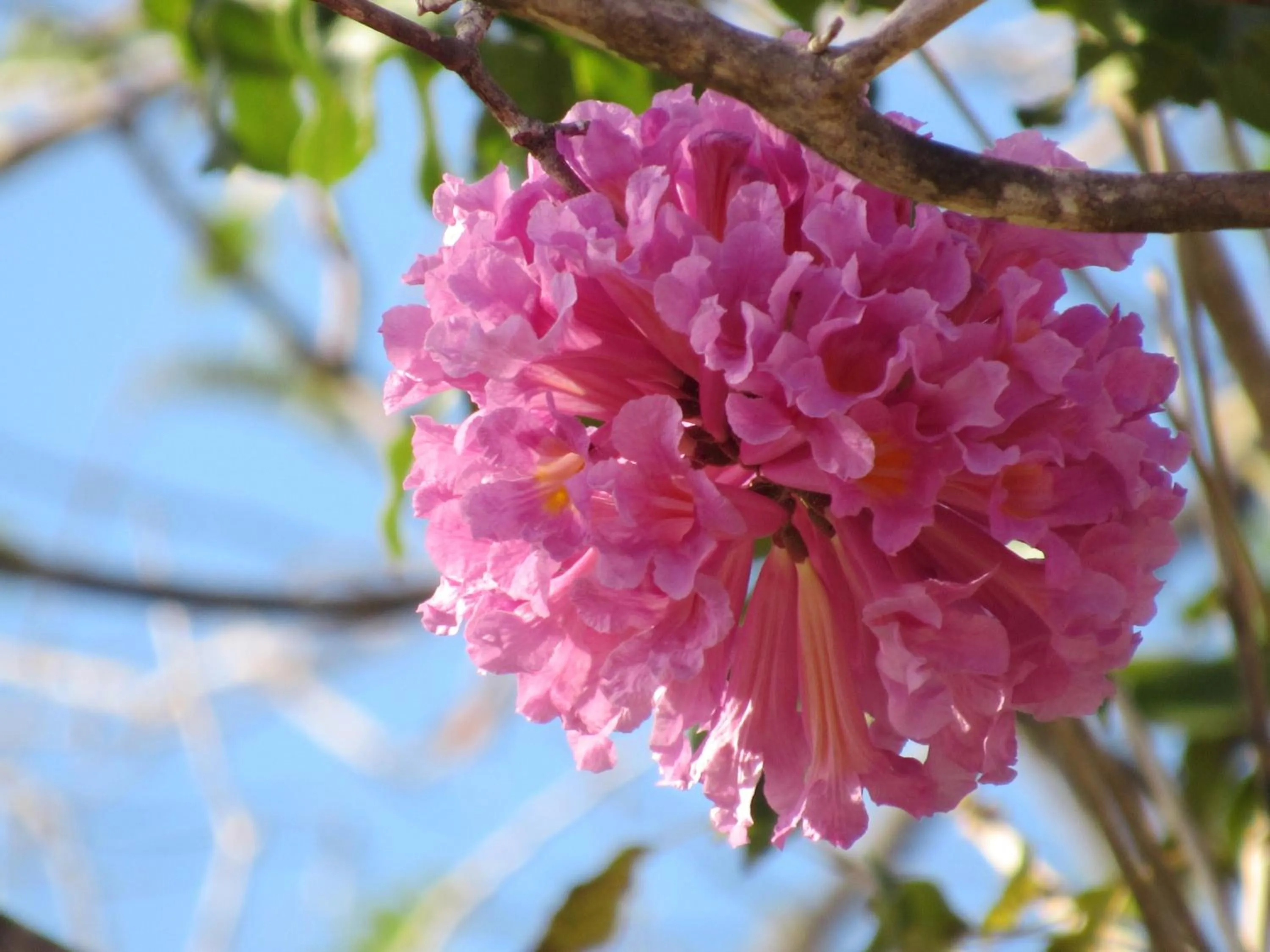 Garden view in Casas del Toro Playa Flamingo
