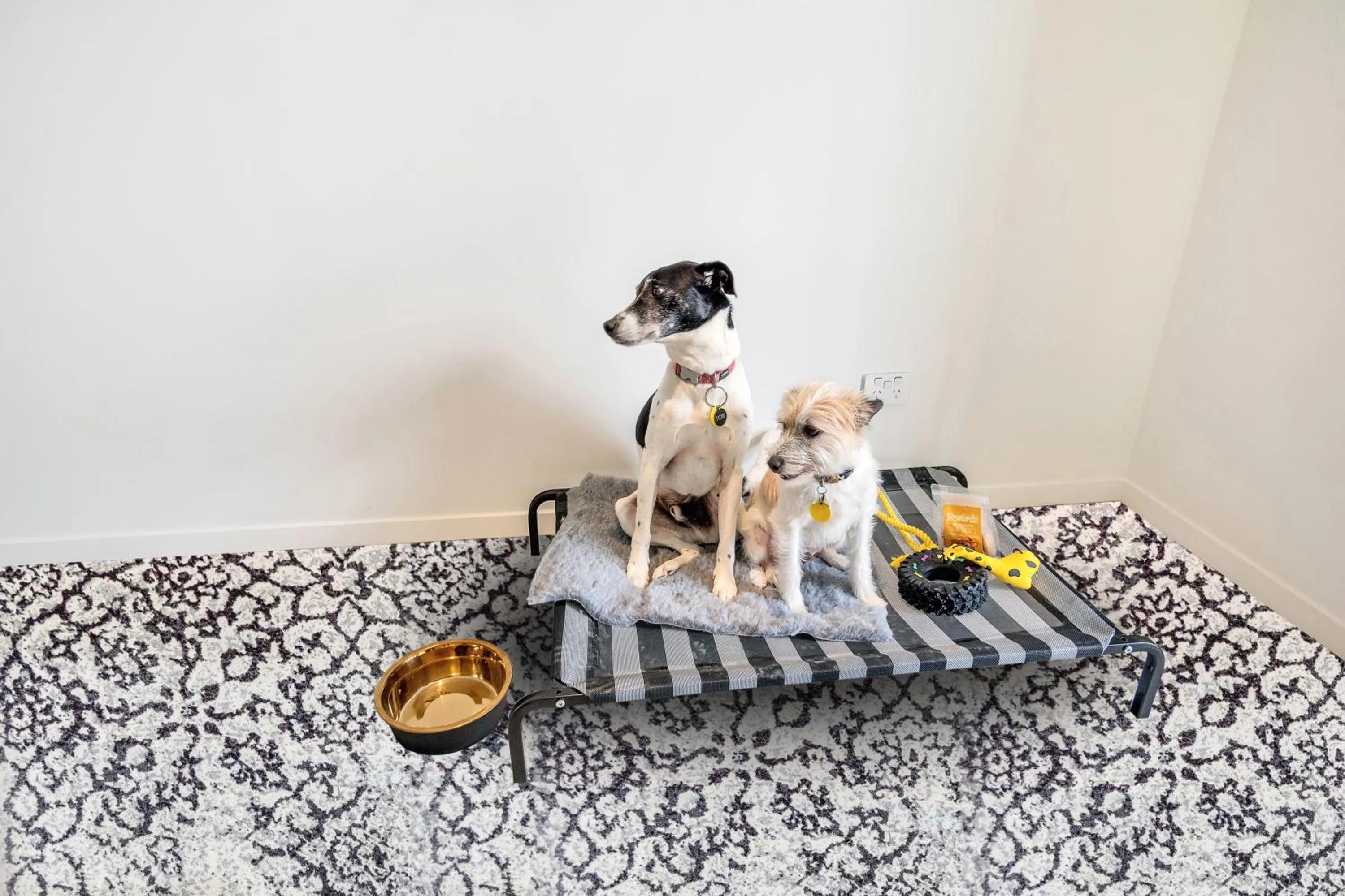 Pets in Roomie Apartment Hotel