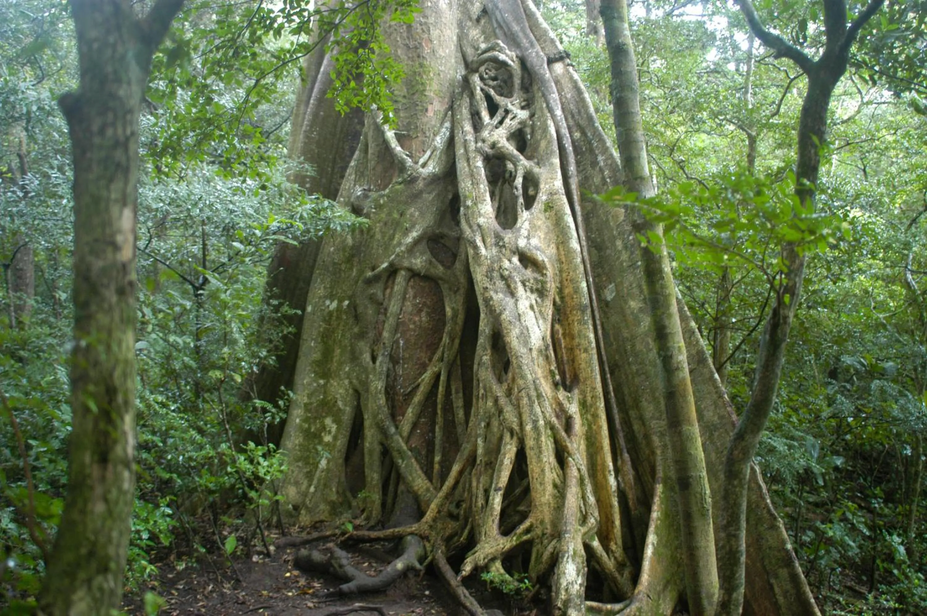 Area and facilities in Hotel Jinetes de Osa