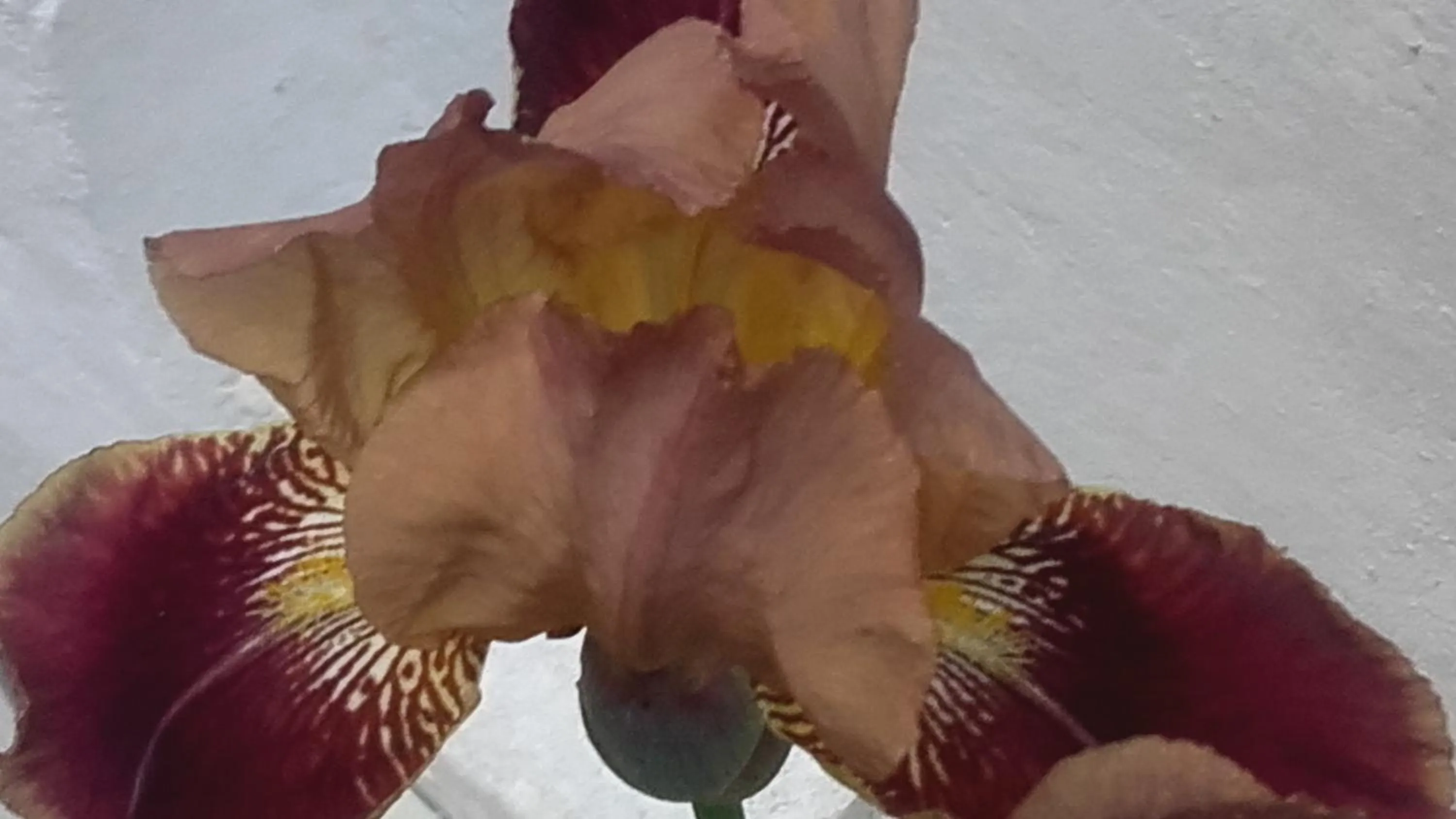 Garden view in Ô Anges