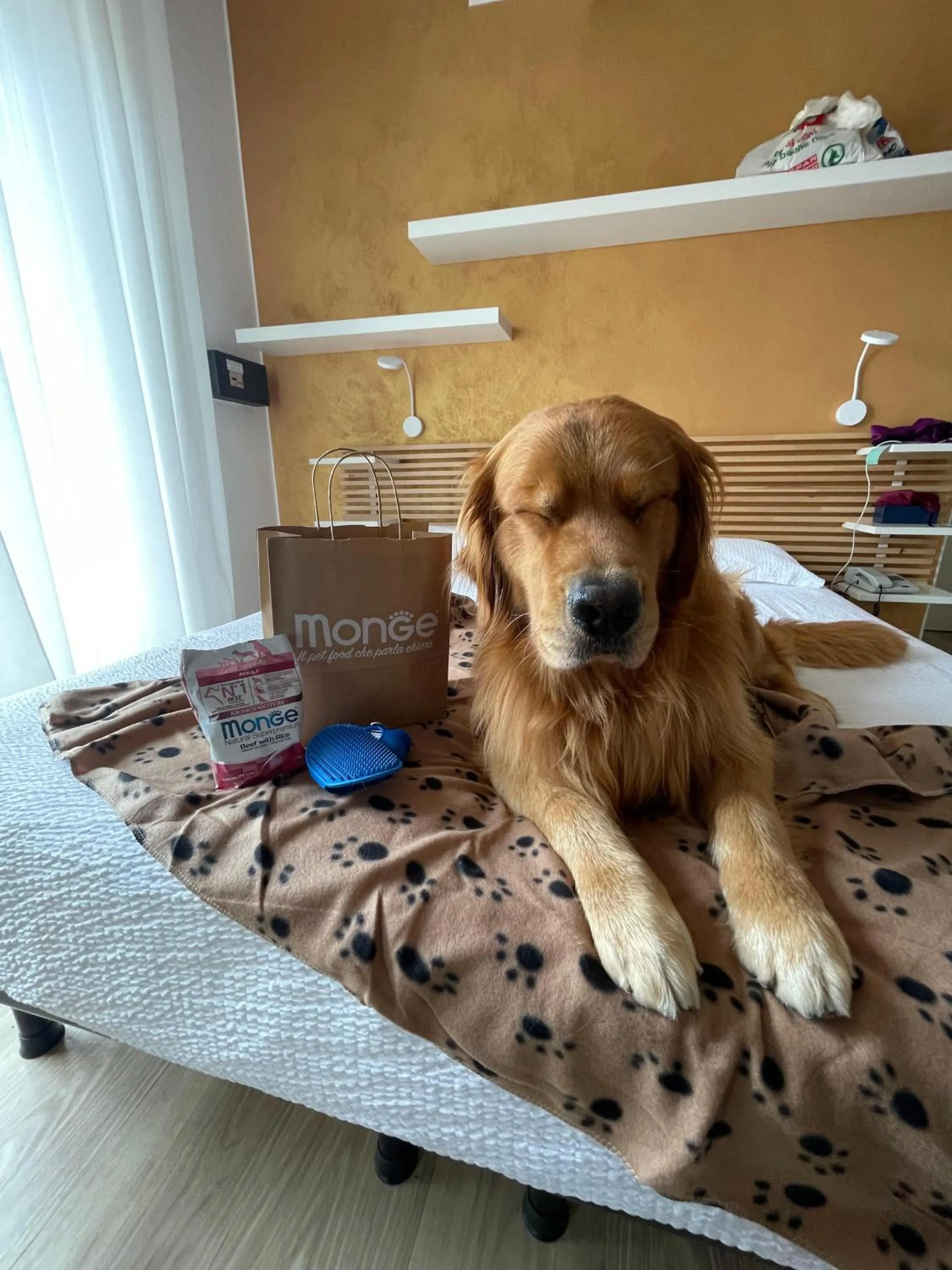 Animals in Hotel Venezuela