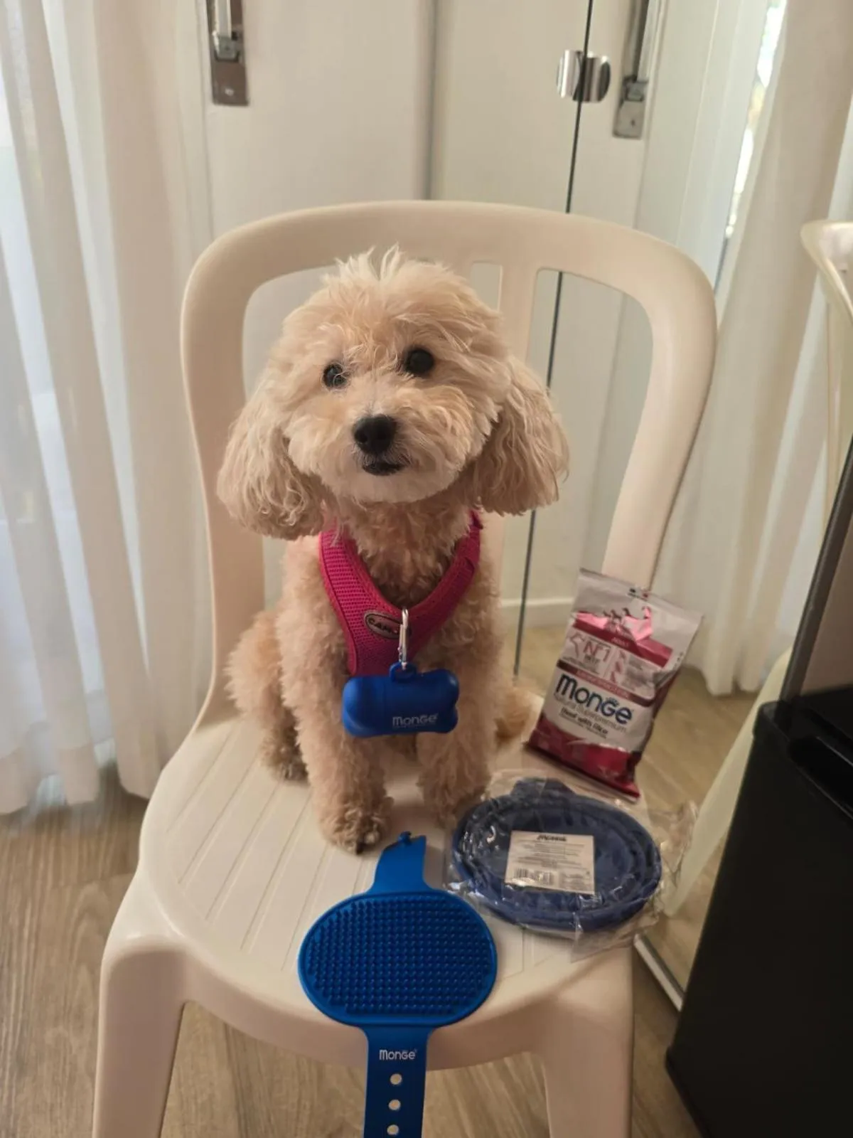 Animals in Hotel Venezuela