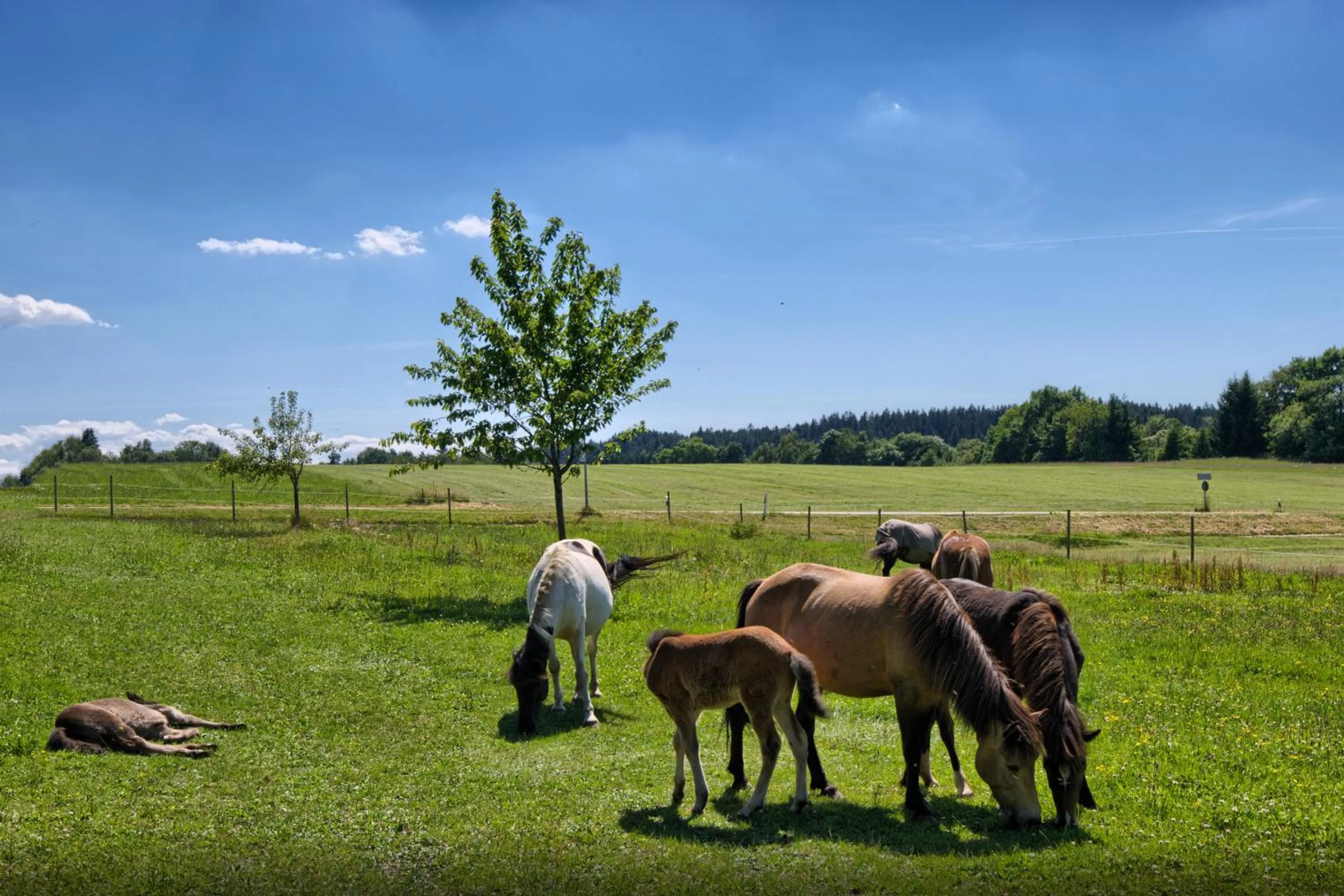 Natural landscape in Landgasthof Zum Schwanen