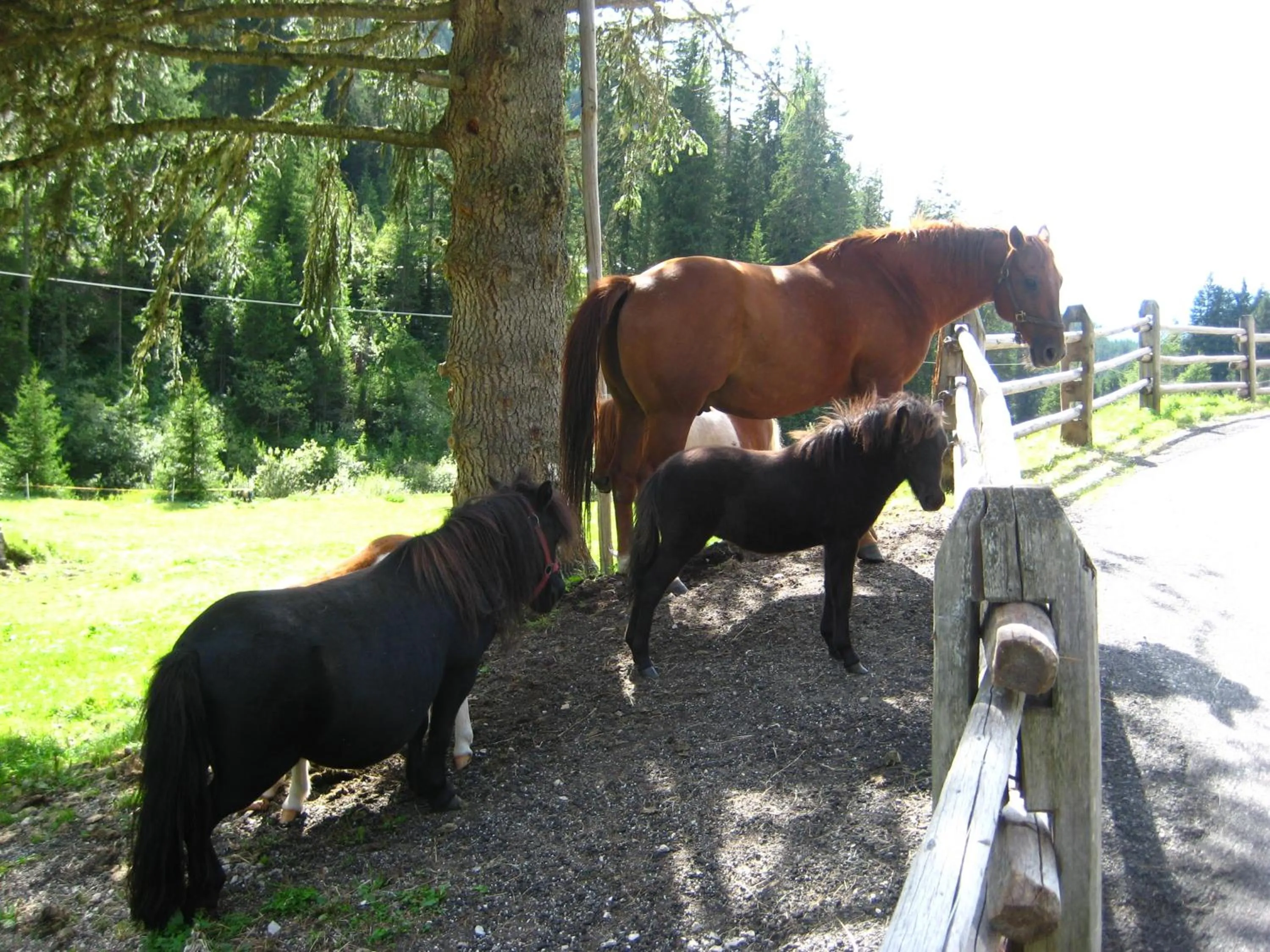 Horse-riding in Hotel Hubertusstube
