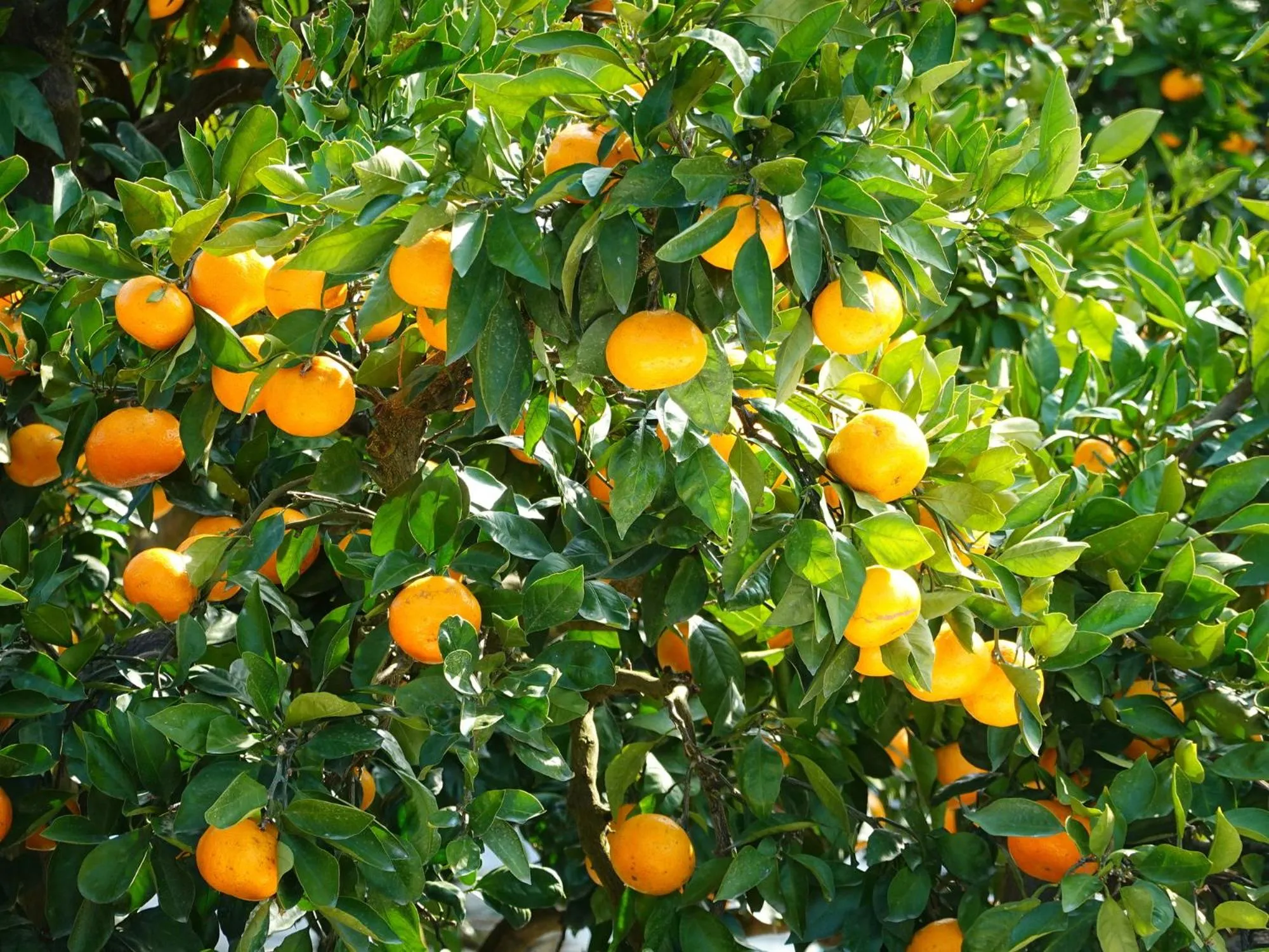 Nearby landmark in Tabist Business Hotel Kaigansou Gamagori