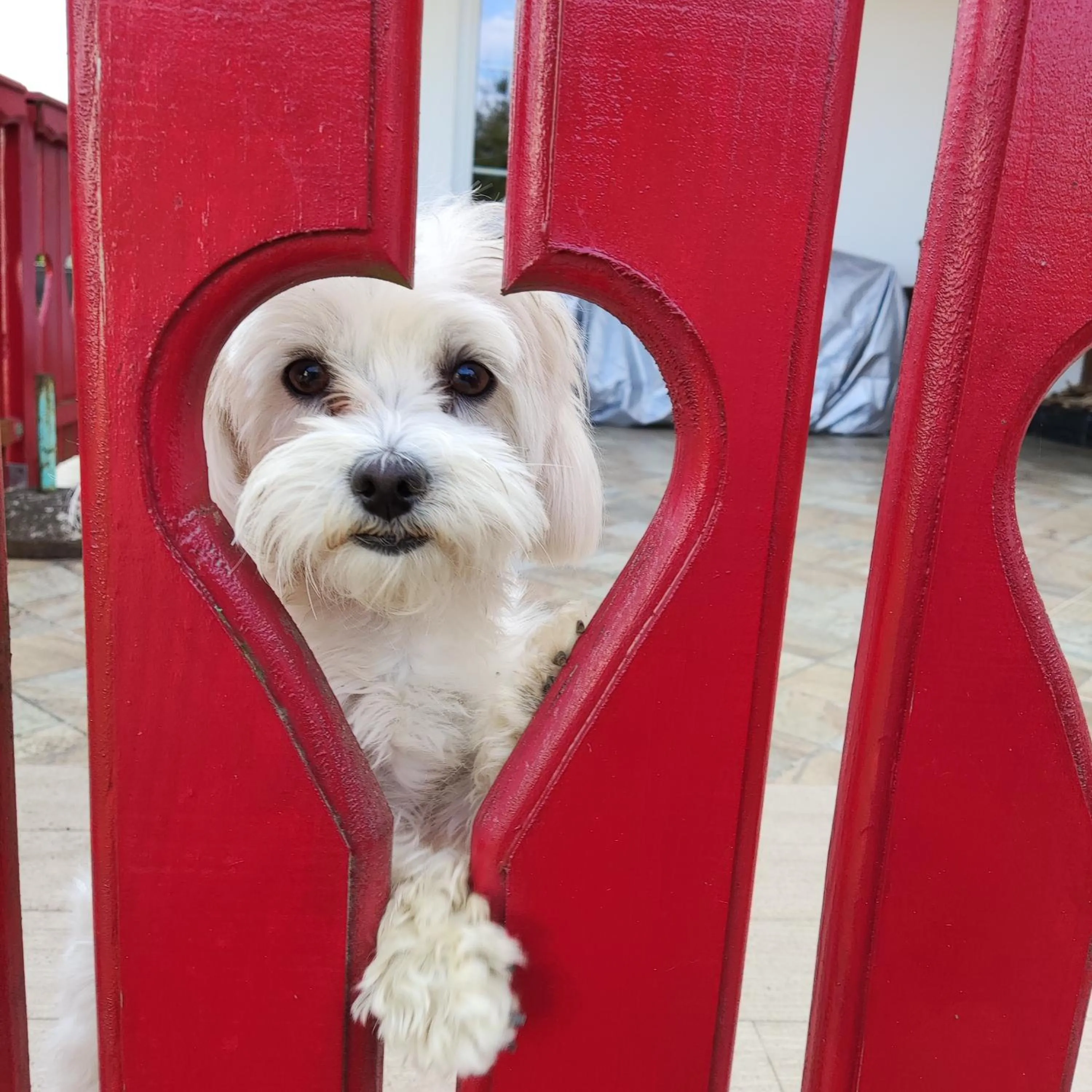 Pets in Landhaus Noreia