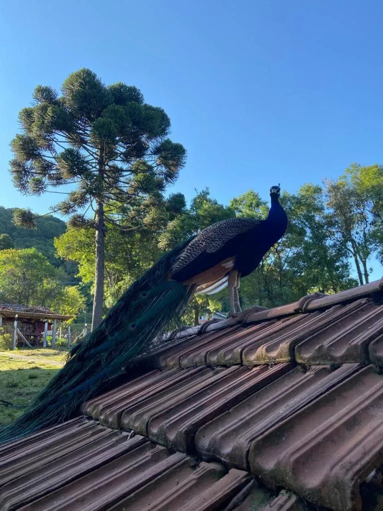 Animals in Pousada Maibe Amanhecer na Serra