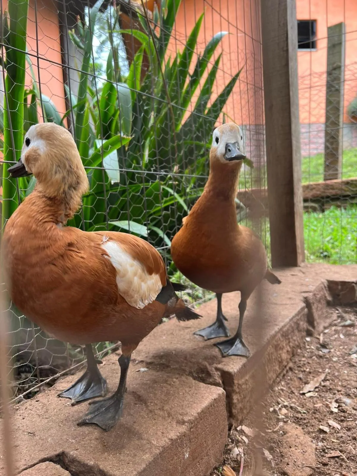 Animals in Pousada Maibe Amanhecer na Serra