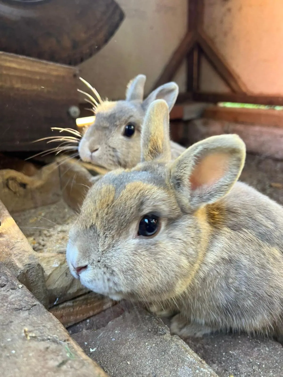 Animals in Pousada Maibe Amanhecer na Serra