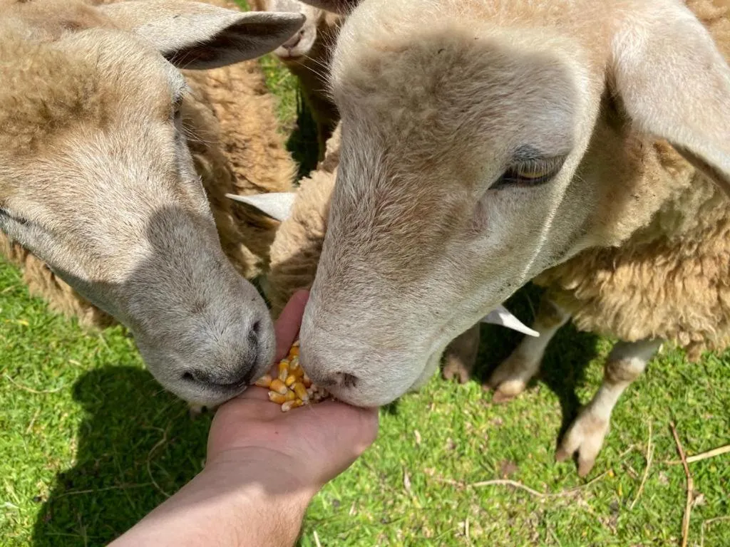 Property building in Pousada Maibe Amanhecer na Serra