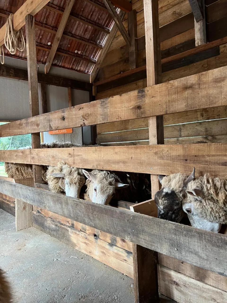 Animals in Pousada Maibe Amanhecer na Serra