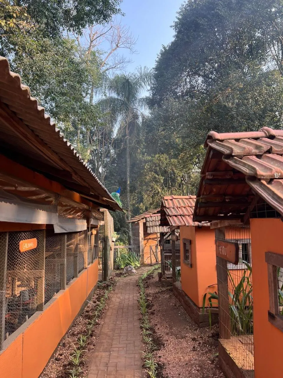 Animals in Pousada Maibe Amanhecer na Serra