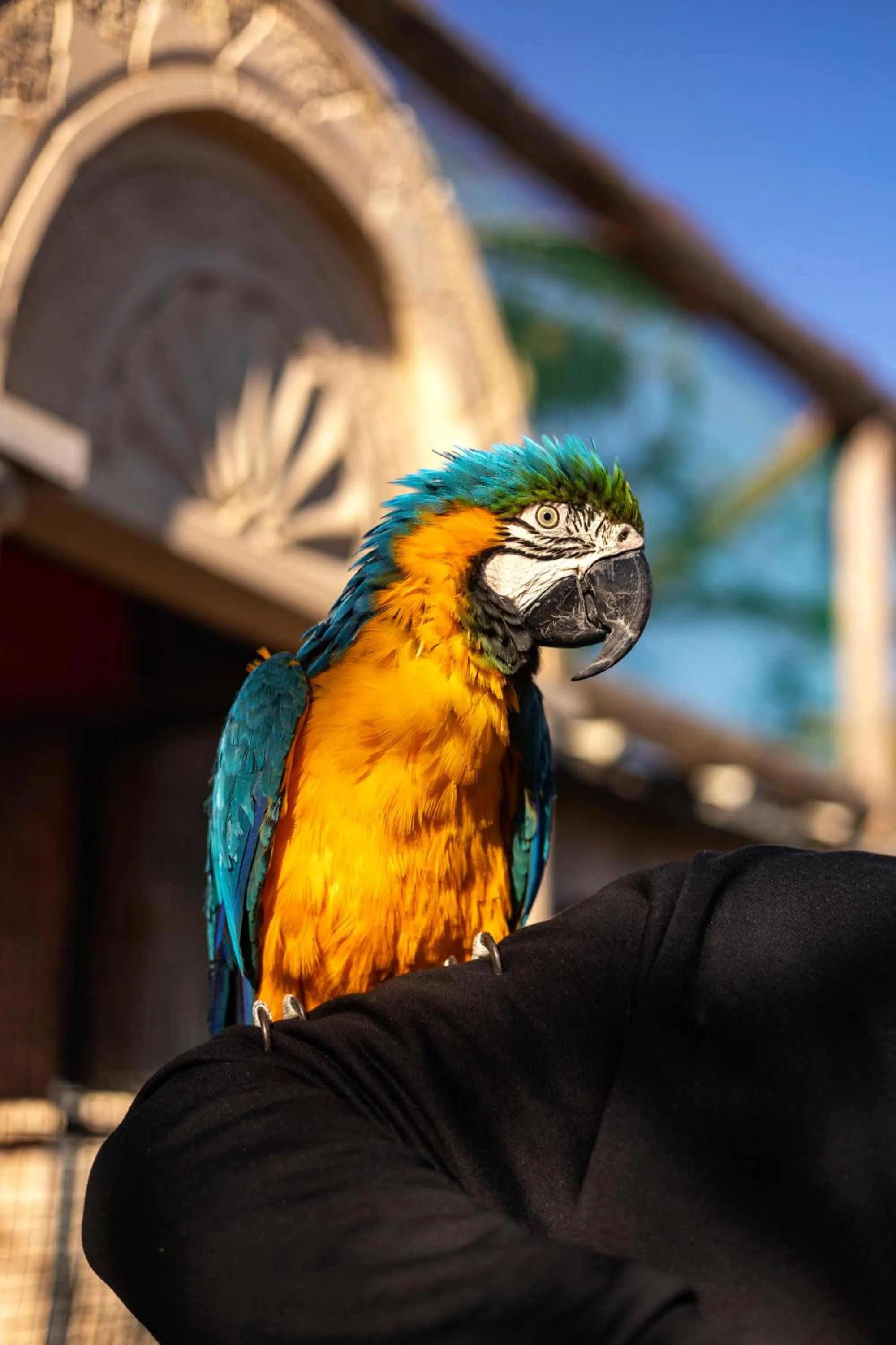 Animals in AJWA Cappadocia - Preferred Hotels Legend Collection