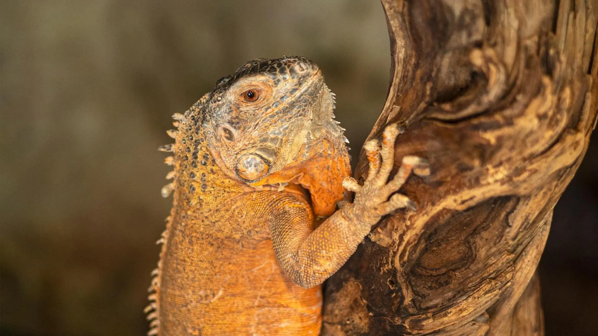 Animals in AJWA Cappadocia - Preferred Hotels Legend Collection