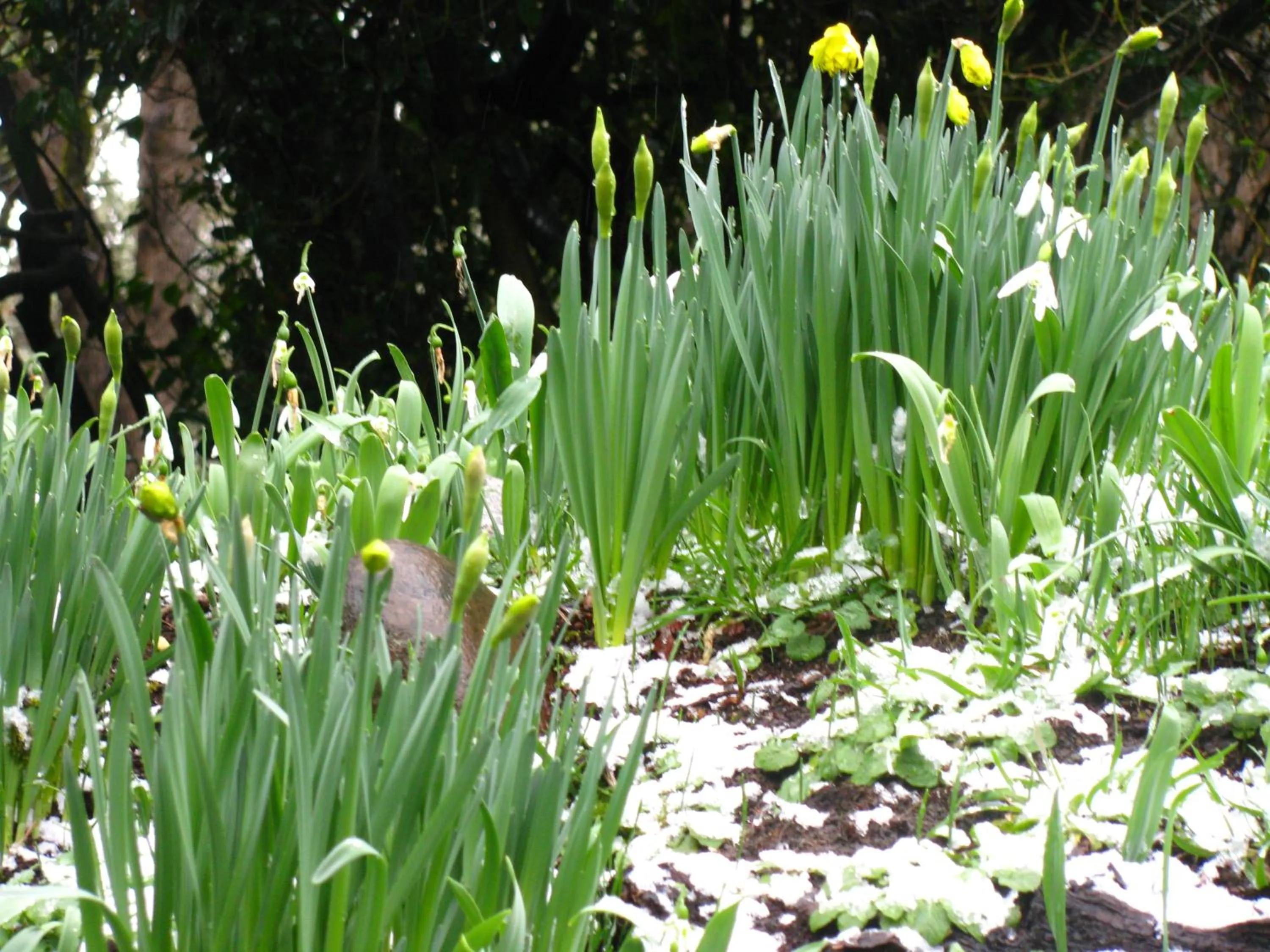 Garden in Terraluna Inn