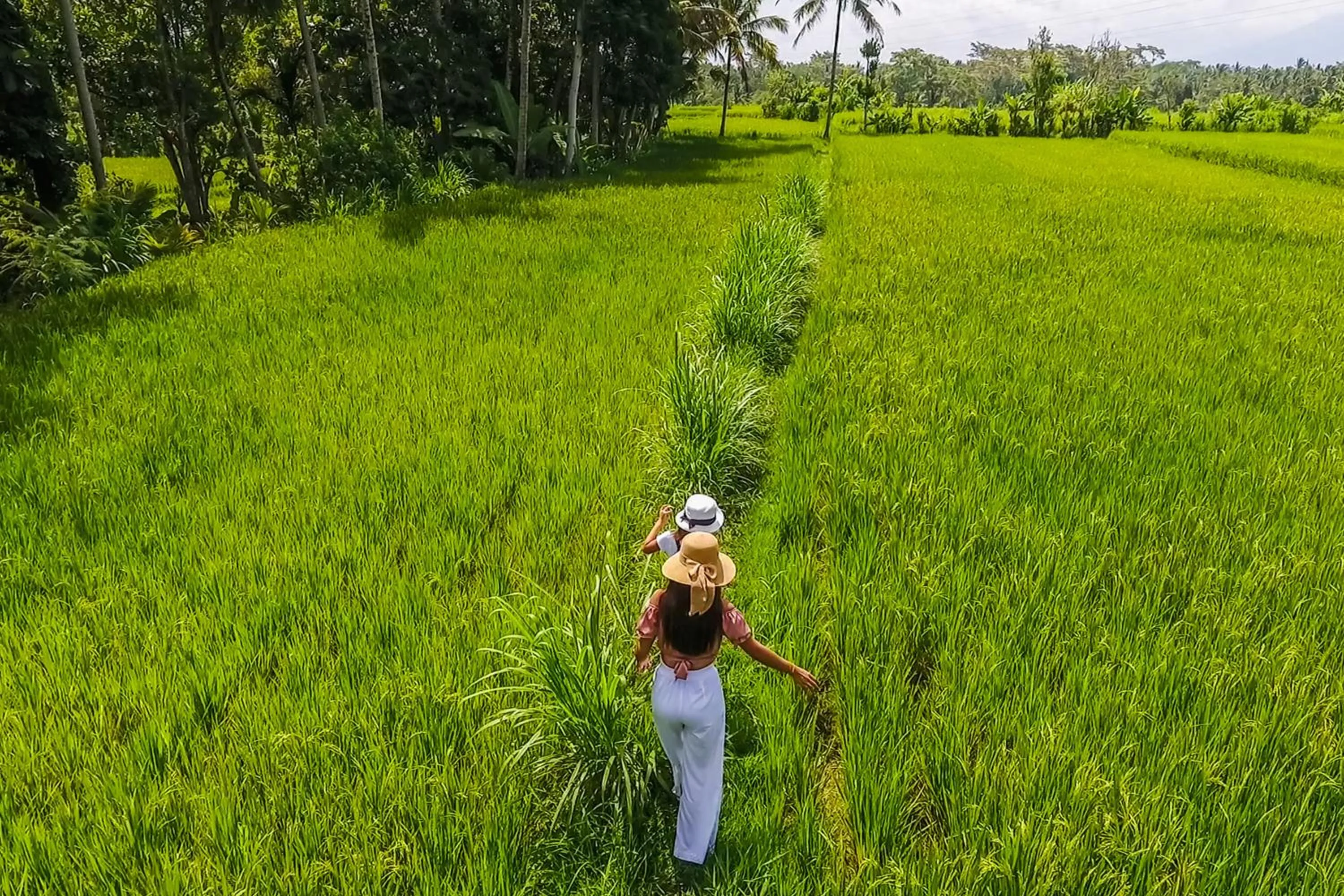 Natural landscape in Puri Lumbung Village
