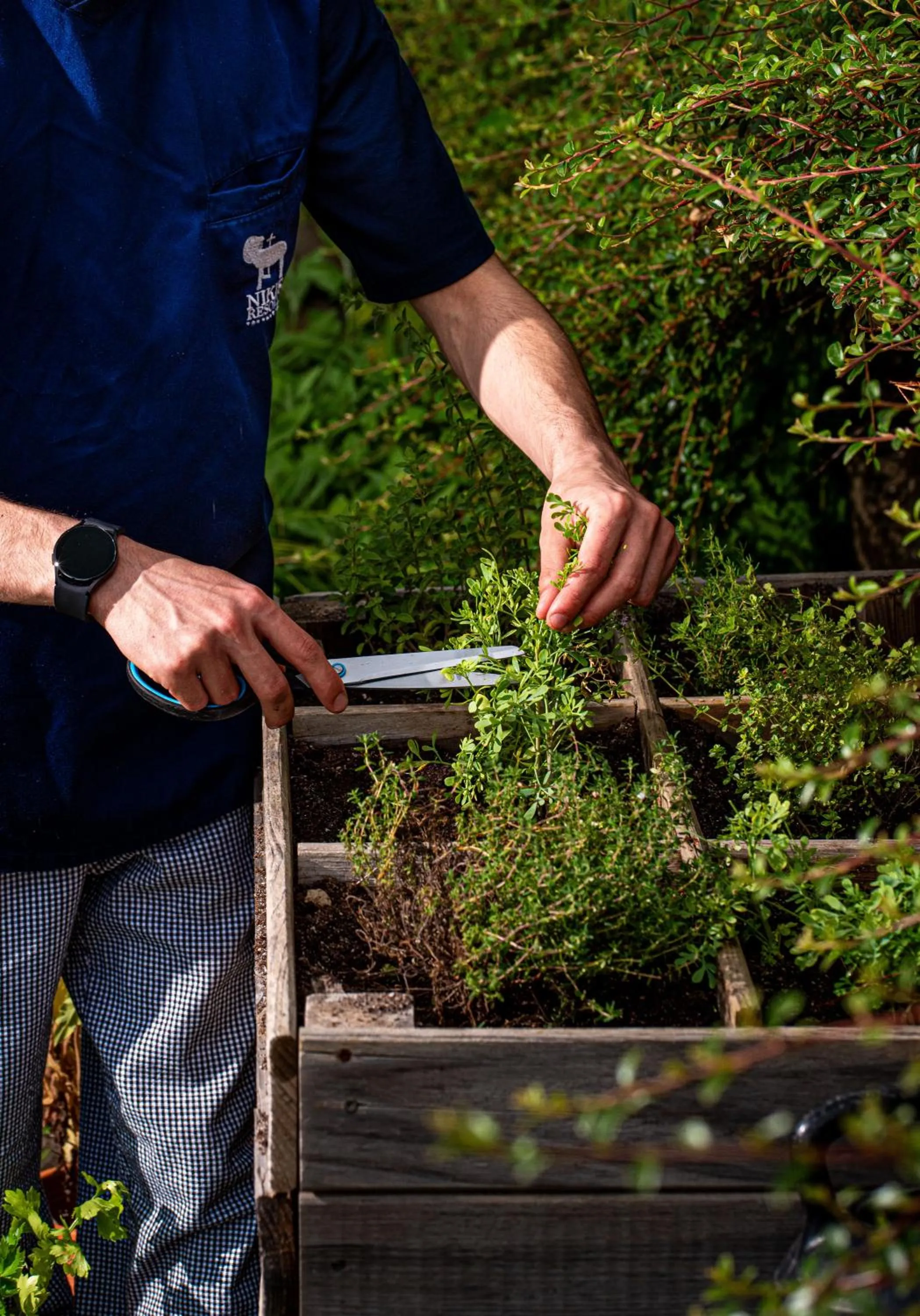 Restaurant/places to eat in Nikis Resort