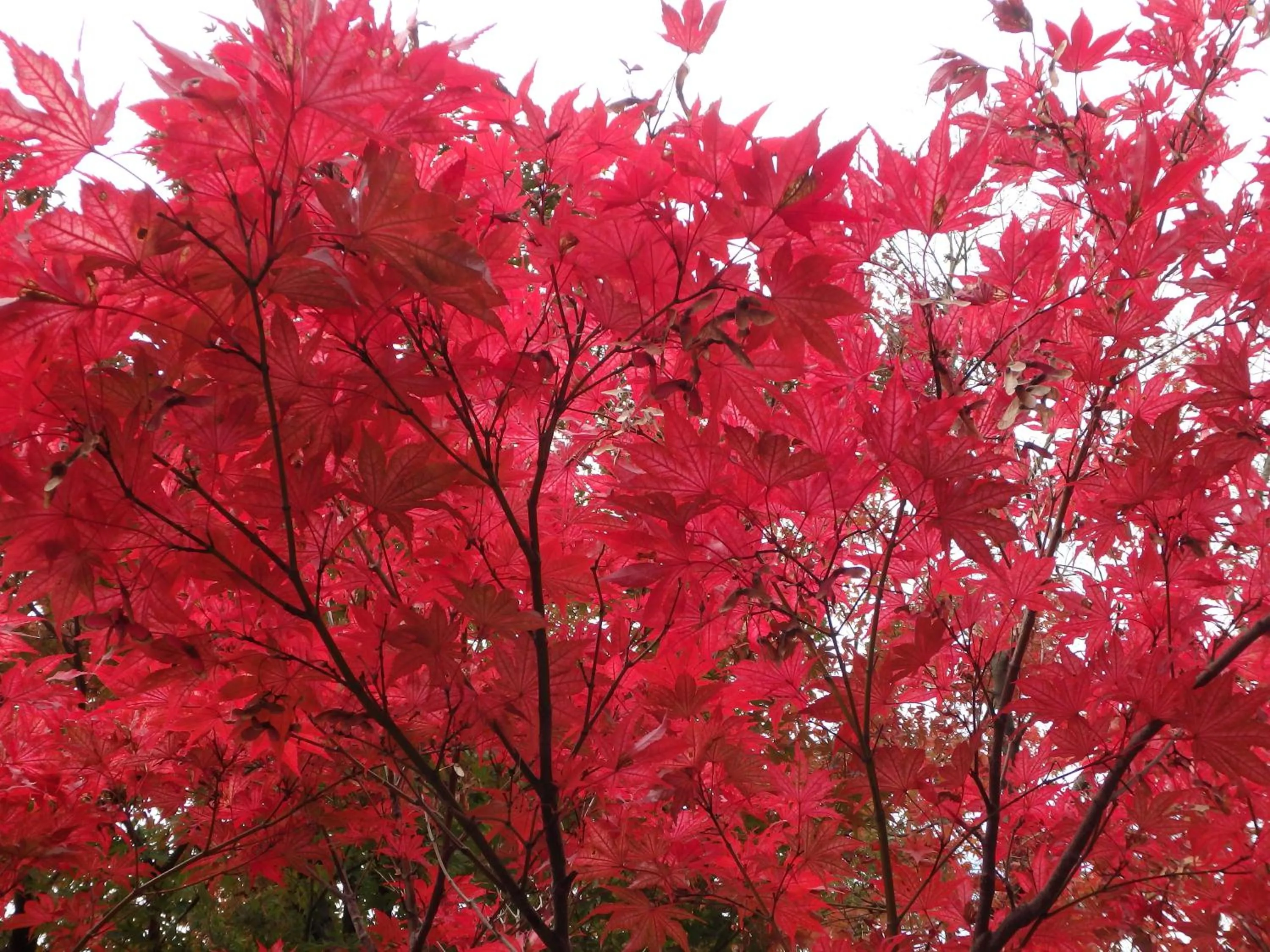 Nearby landmark in Kyo No Yado Nishioji inn