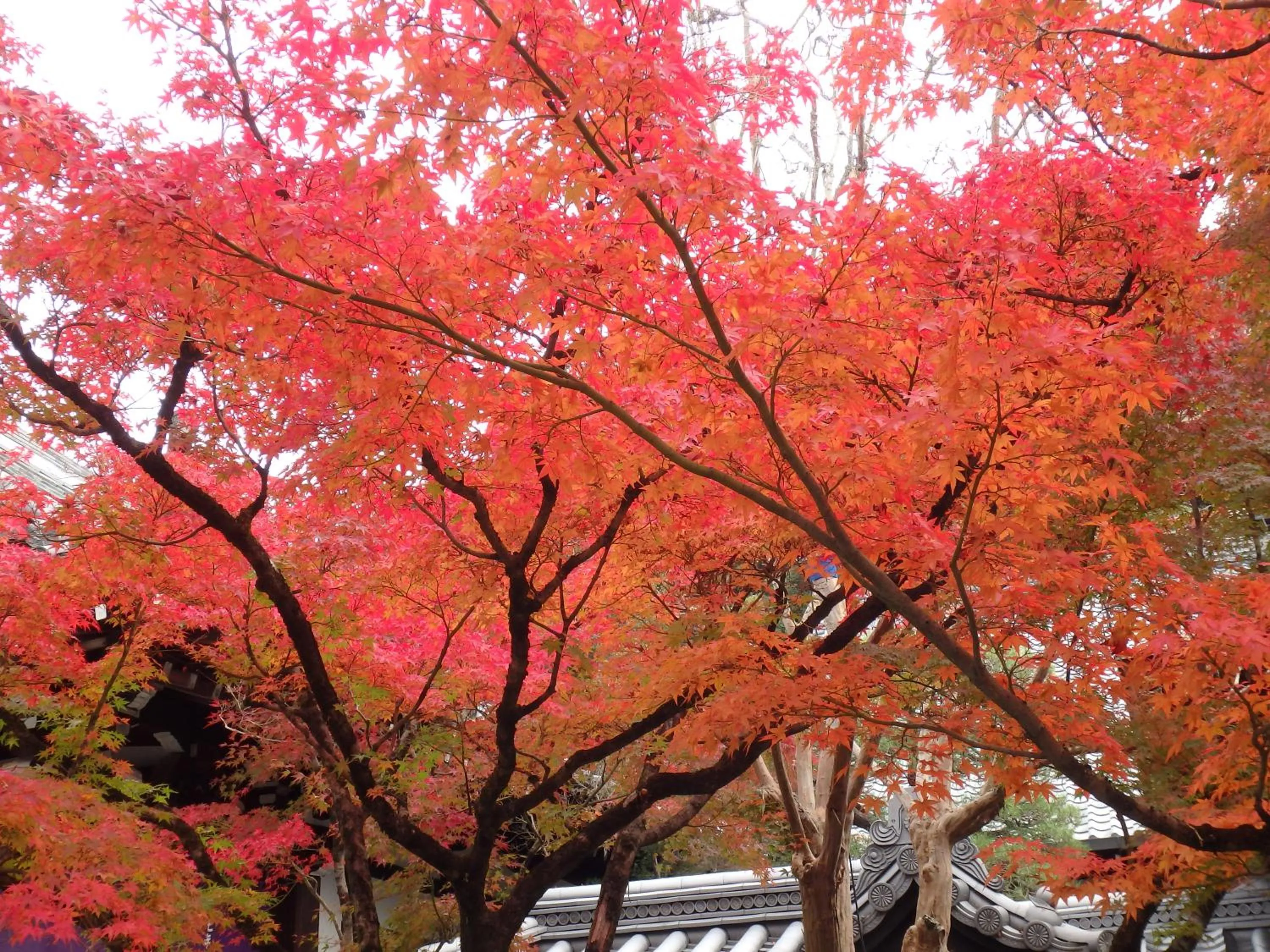 Autumn in Kyo No Yado Nishioji inn