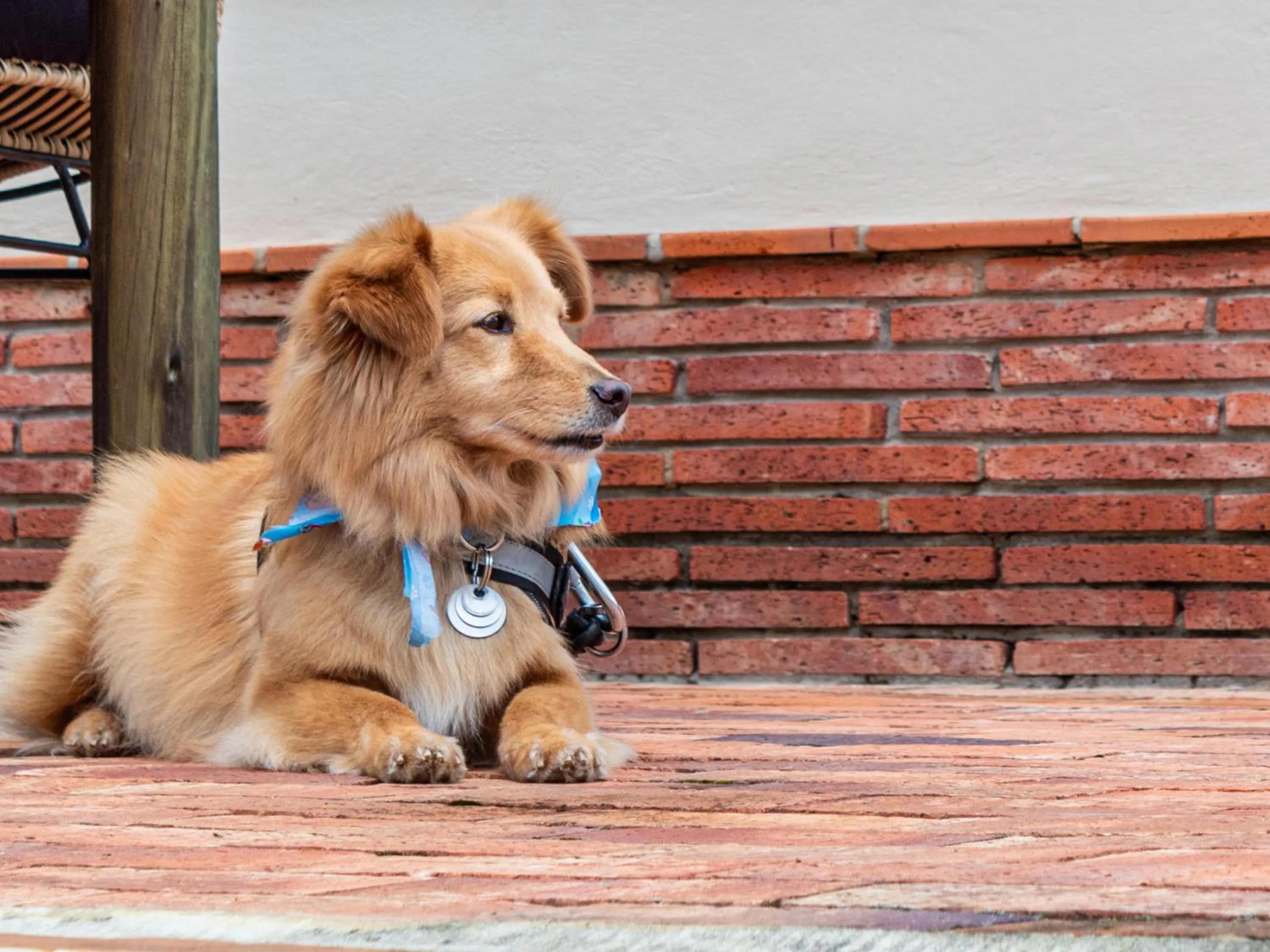 Animals in Hotel Alma