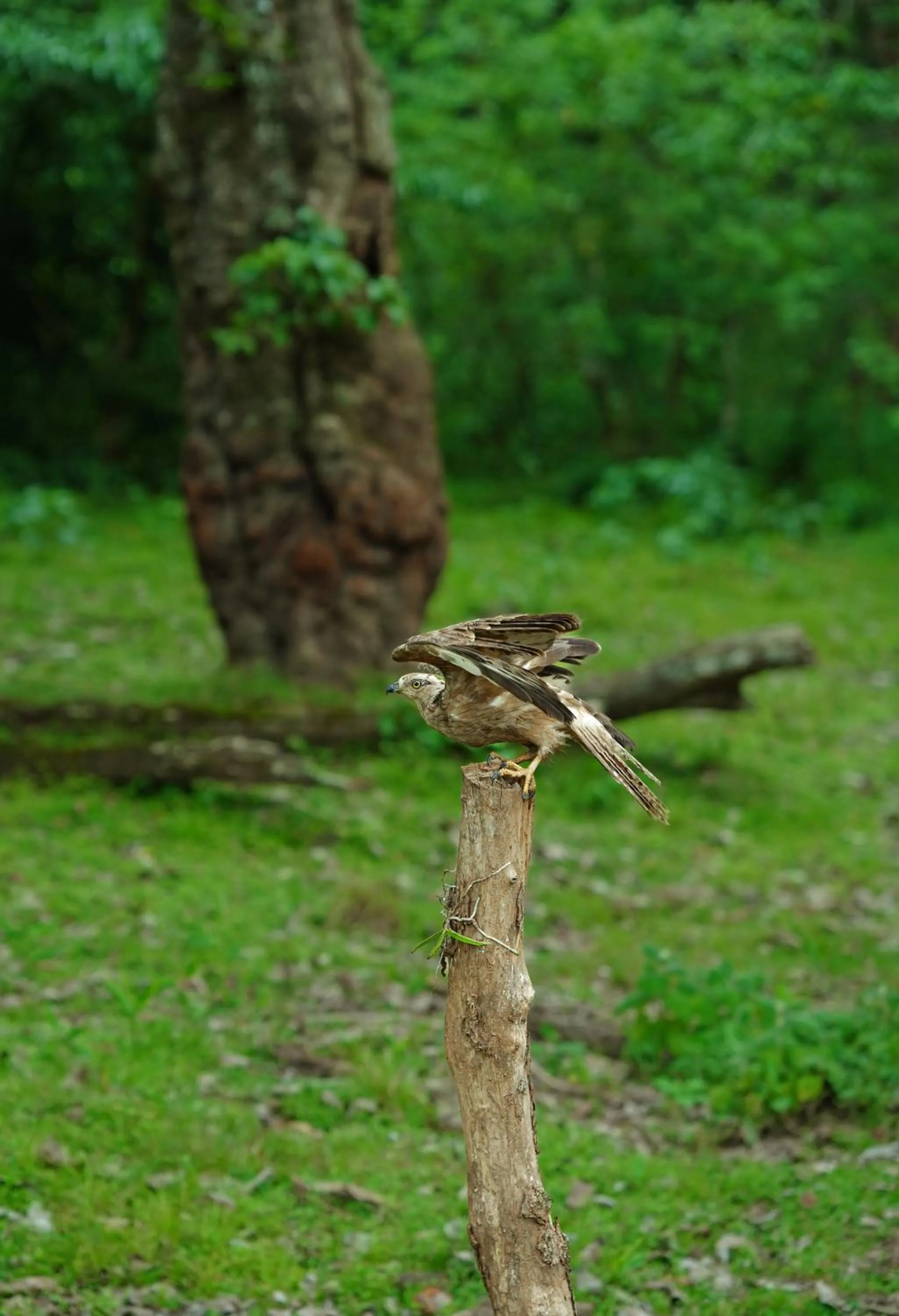 Animals in Kuruva Island Resort And Spa - By KABINI BREEZE