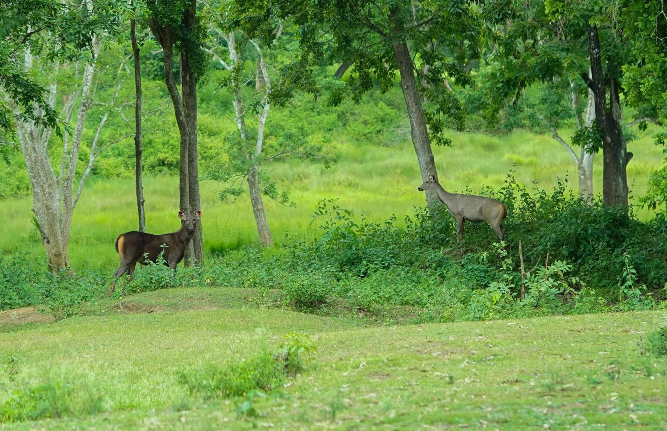 Activities in Kuruva Island Resort And Spa - By KABINI BREEZE