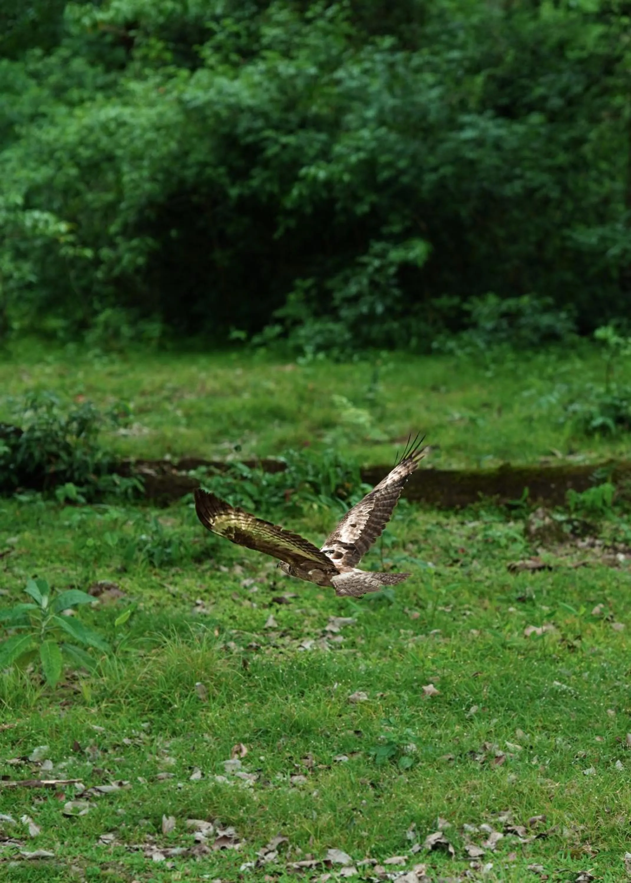 Animals in Kuruva Island Resort And Spa - By KABINI BREEZE