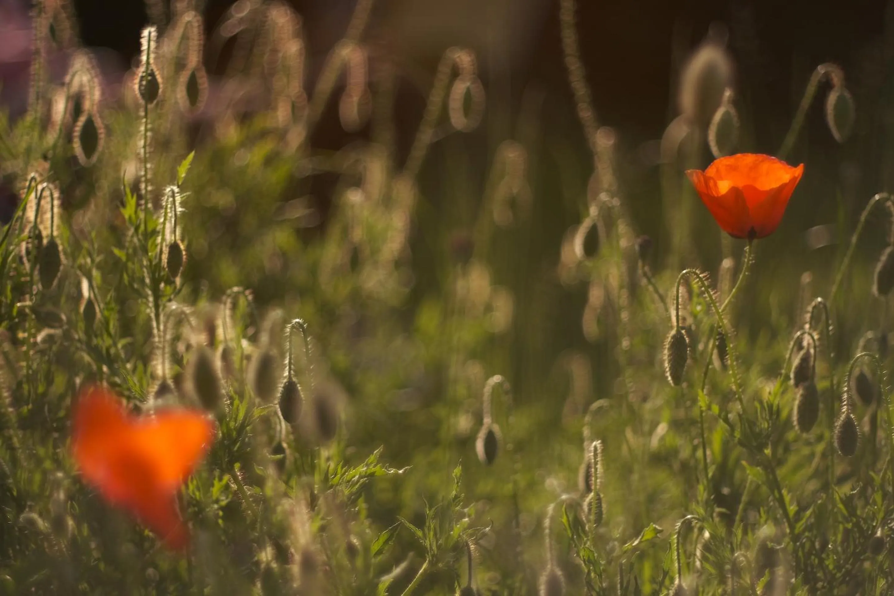 Garden in Chez Ric et Fer