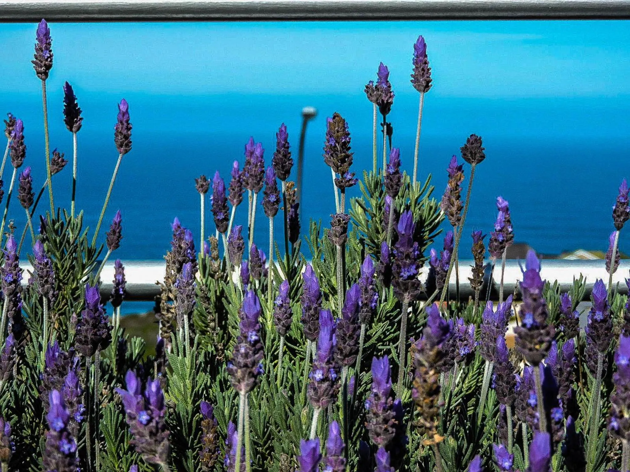 Garden in Amzee Bokmakierie Guest House