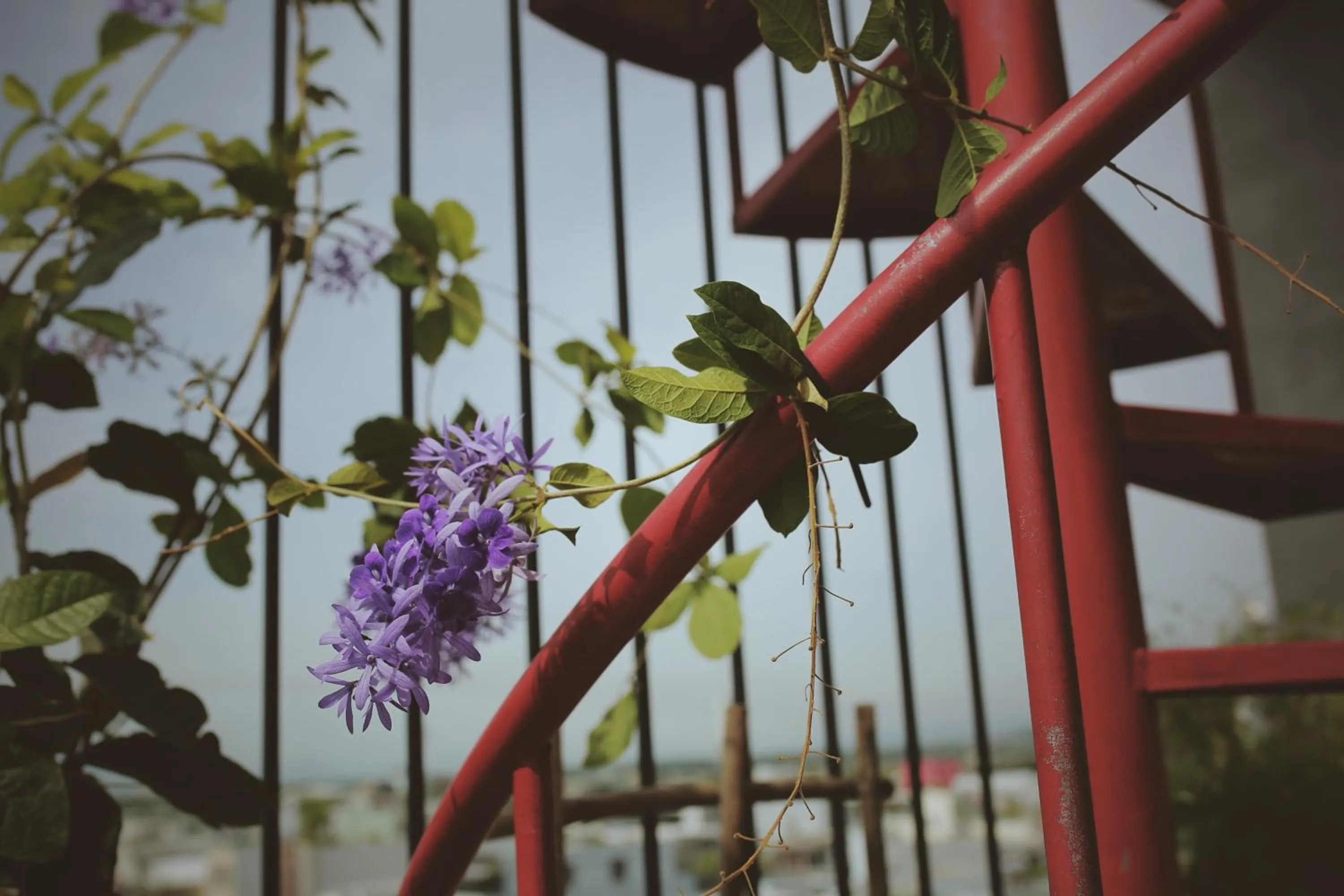 Other in La Maison Des Délices