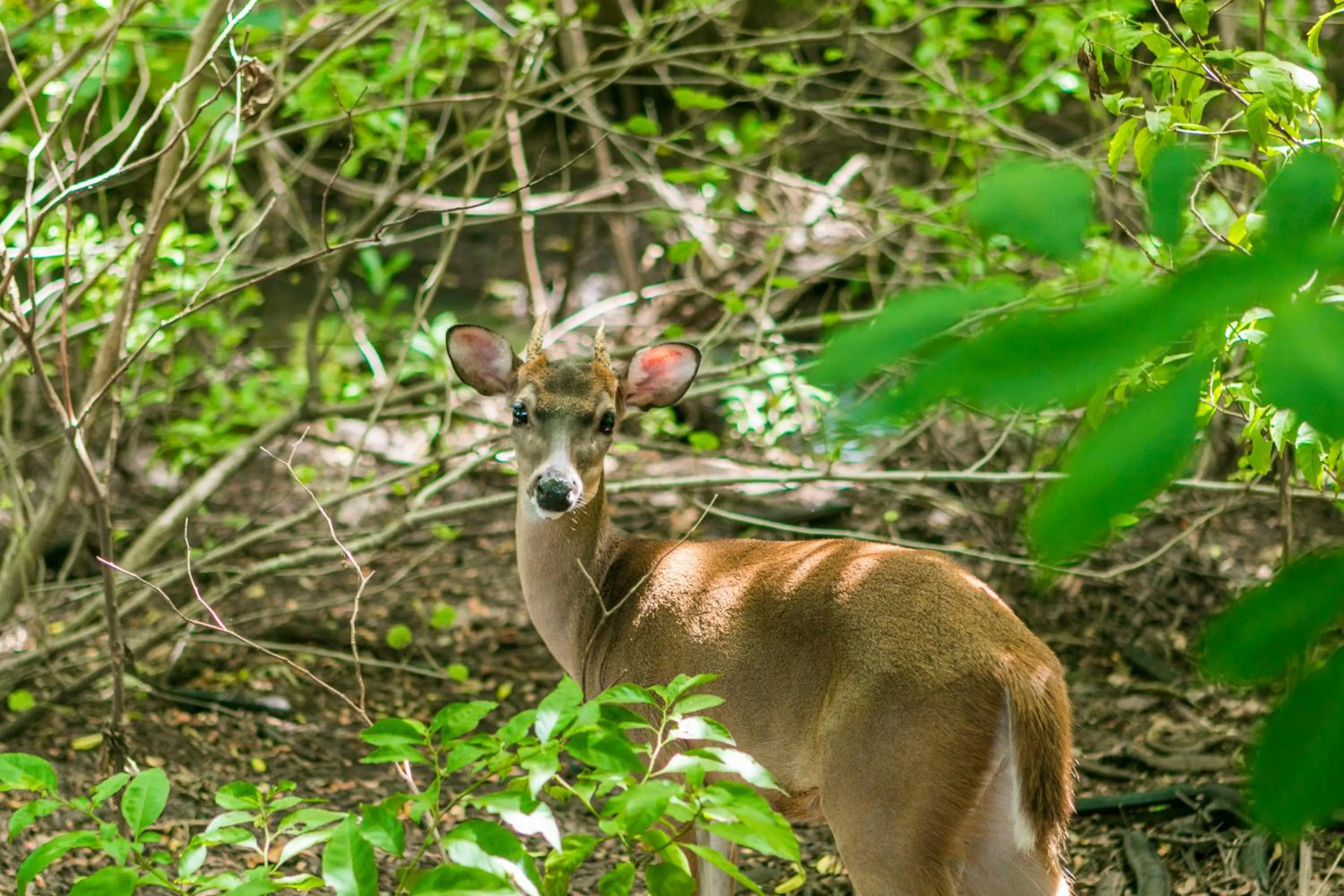 Animals in Hacienda La Pacífica Eco-Lodge
