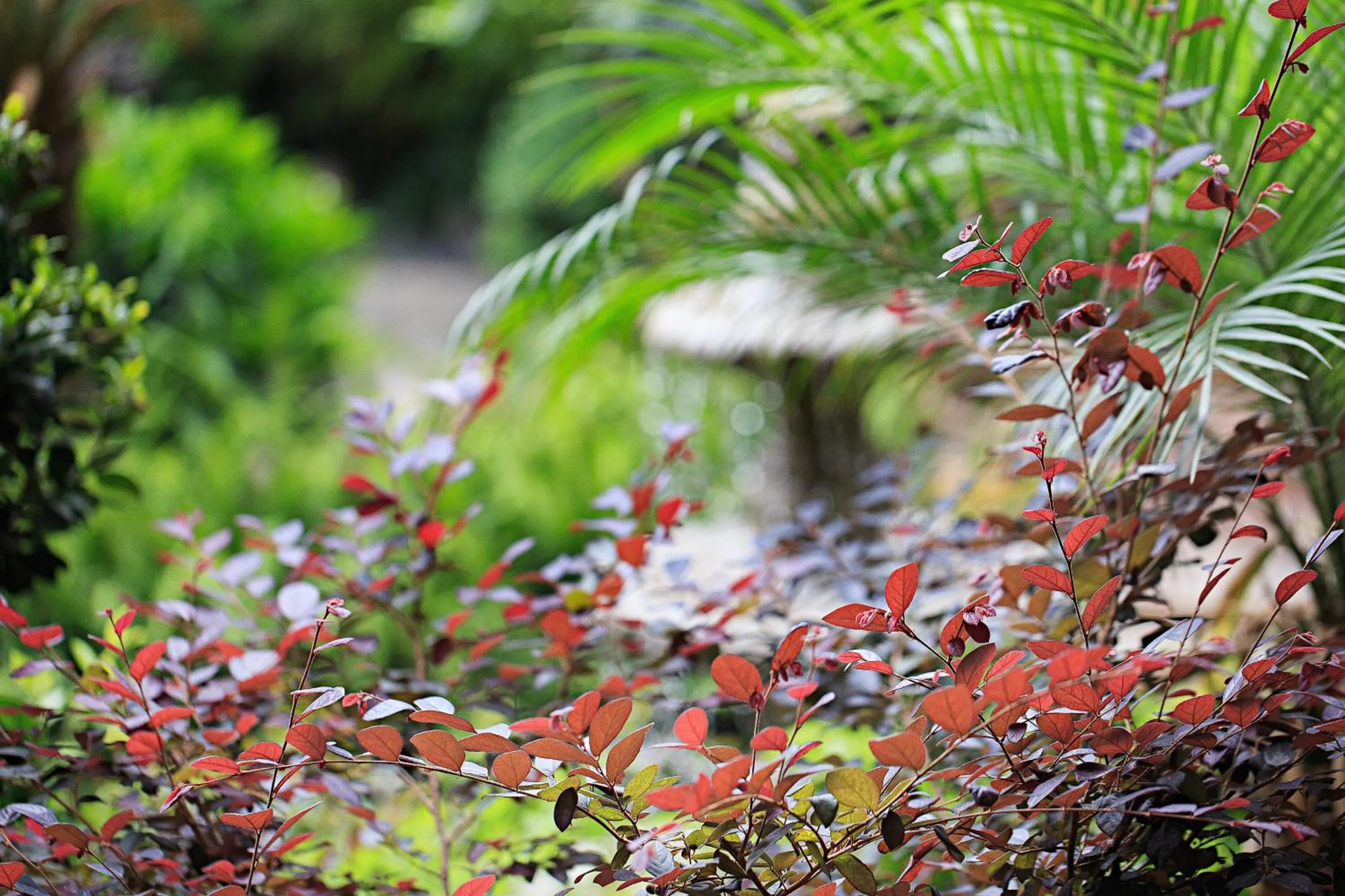 Garden in Old Story Inn Dali Ancient Town
