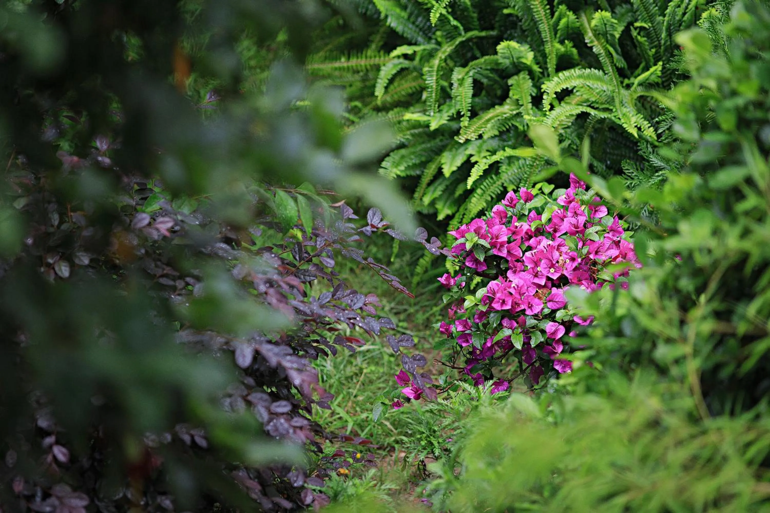 Garden in Old Story Inn Dali Ancient Town