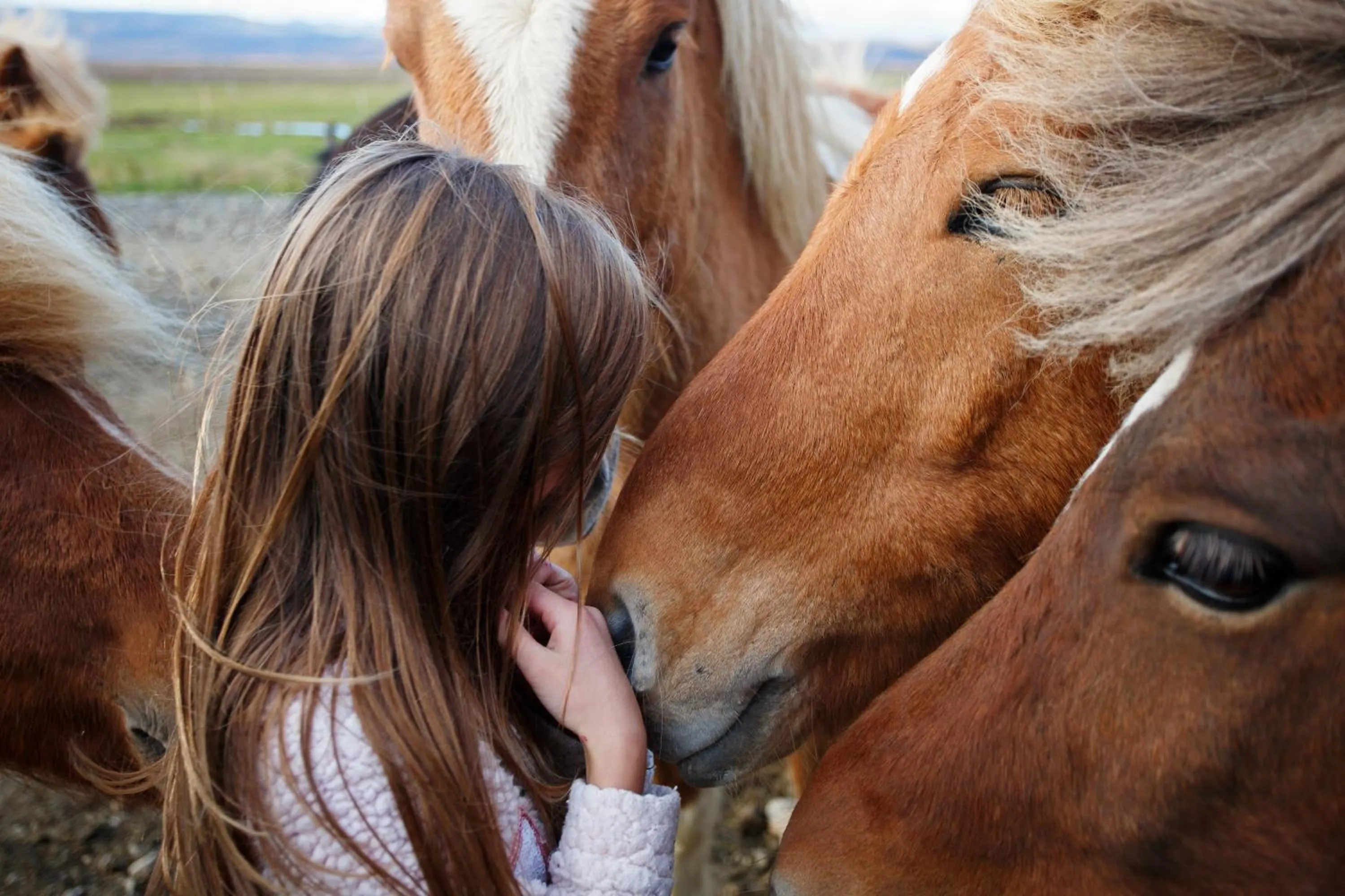 Horse-riding in Hestaland Guesthouse Horse Farm Stay