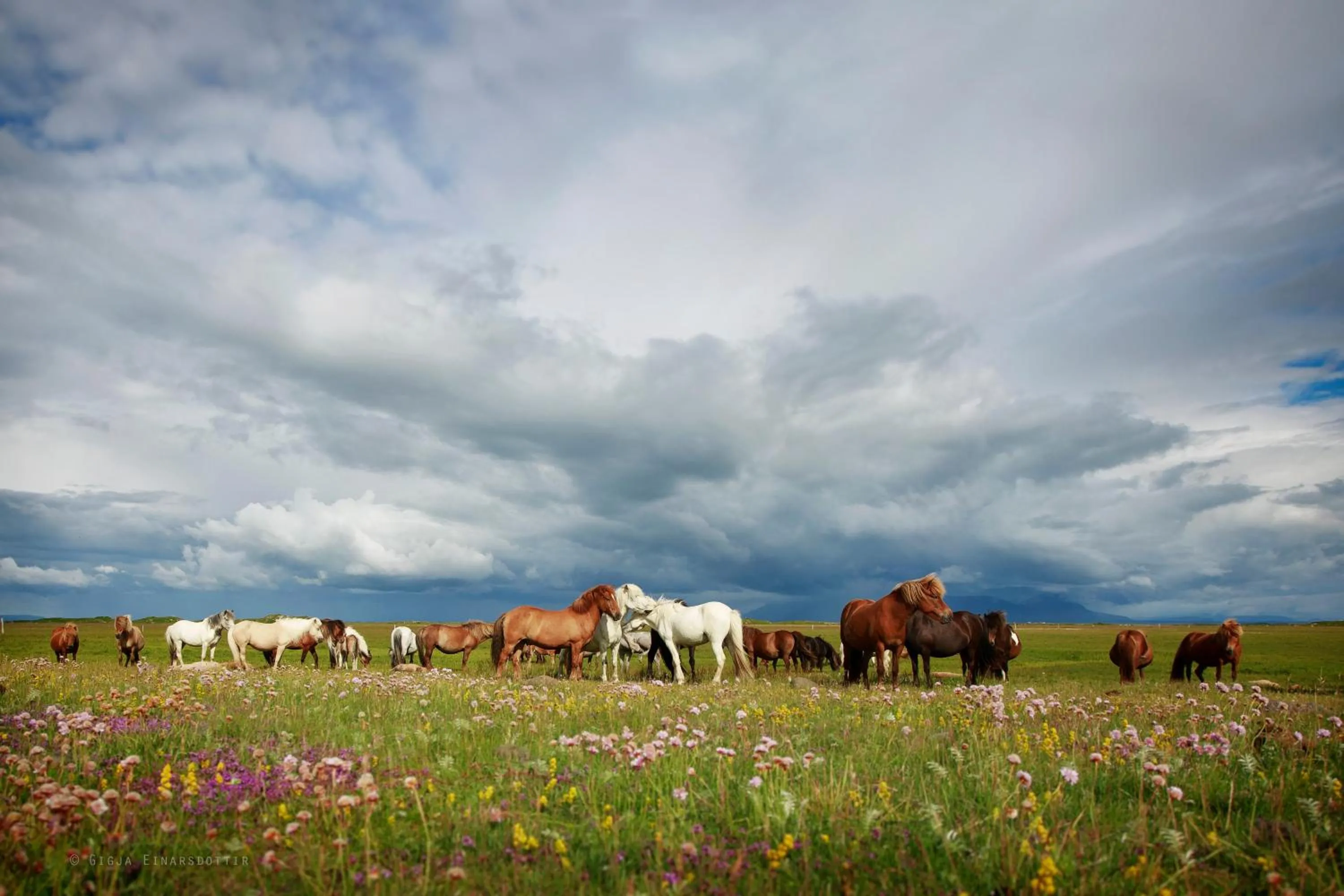 Day in Hestaland Guesthouse Horse Farm Stay