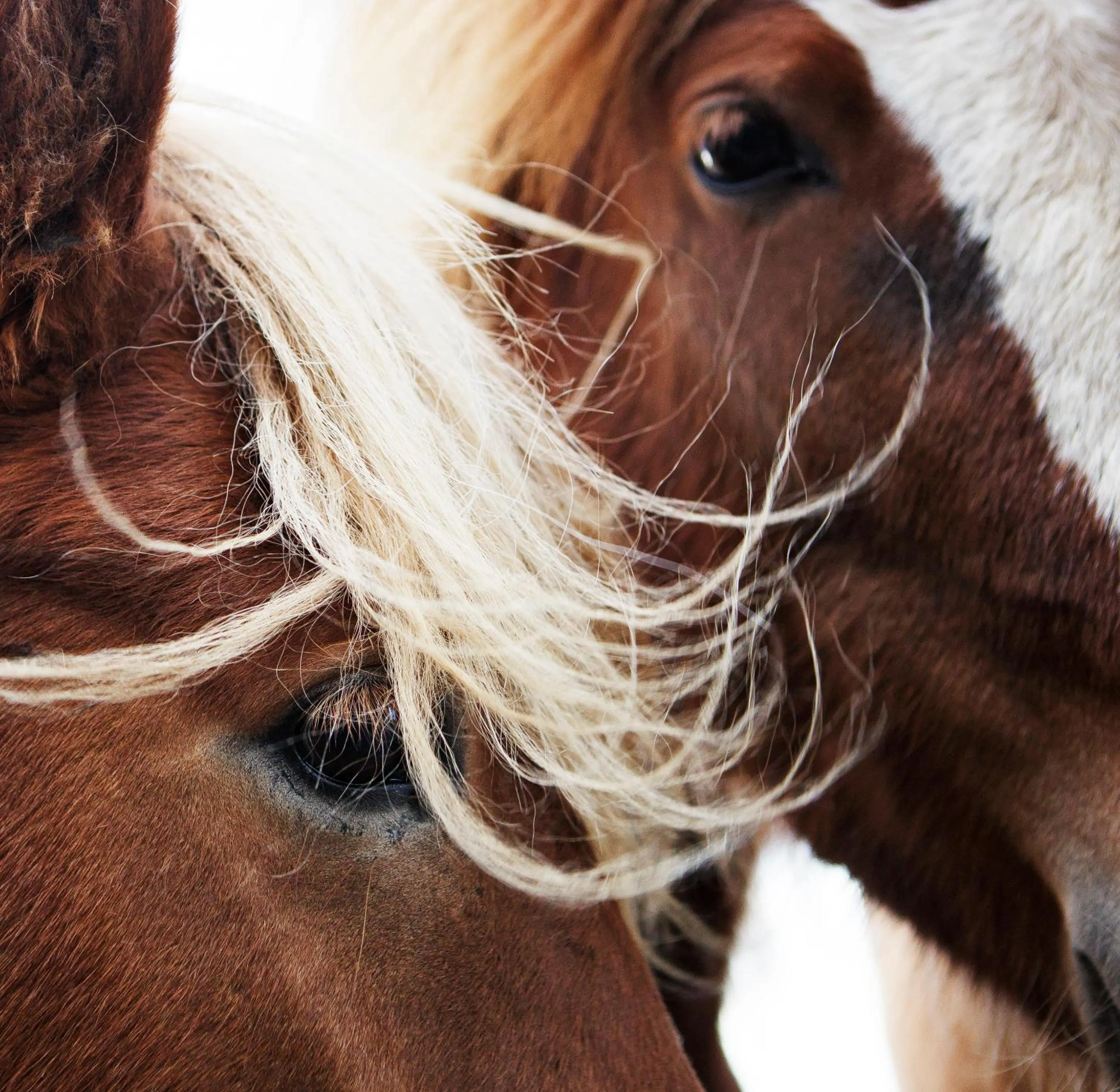 Horse-riding in Hestaland Guesthouse Horse Farm Stay