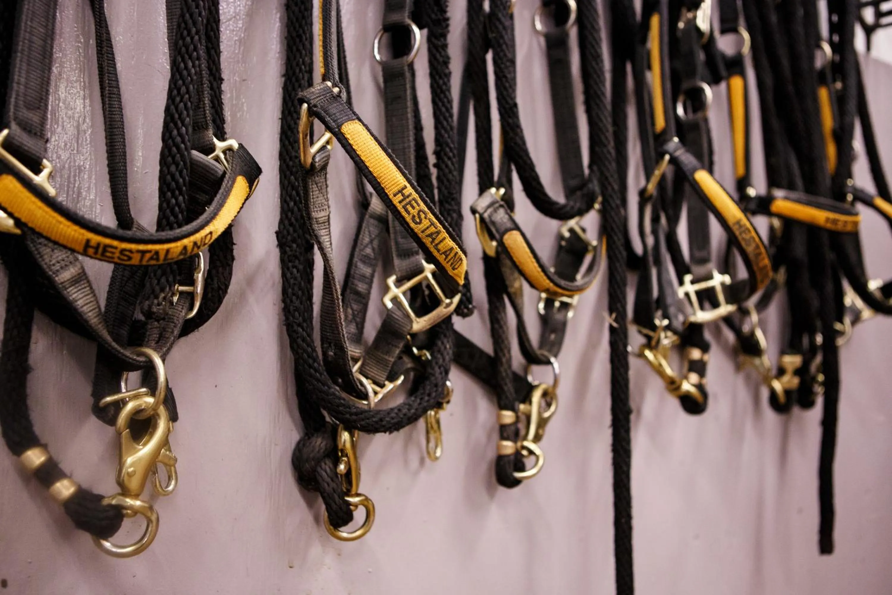 Horse-riding in Hestaland Guesthouse Horse Farm Stay