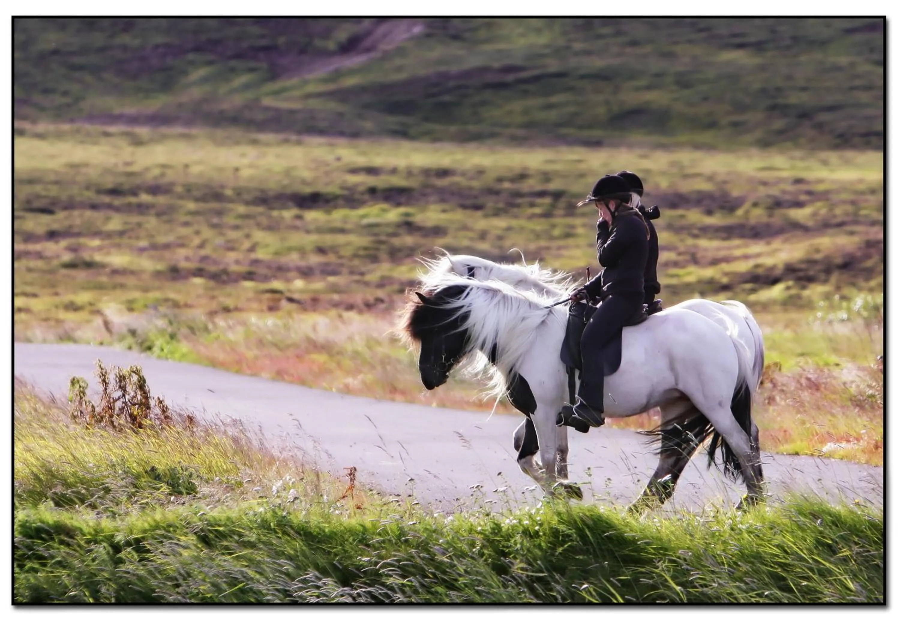 Animals in Hestaland Guesthouse Horse Farm Stay
