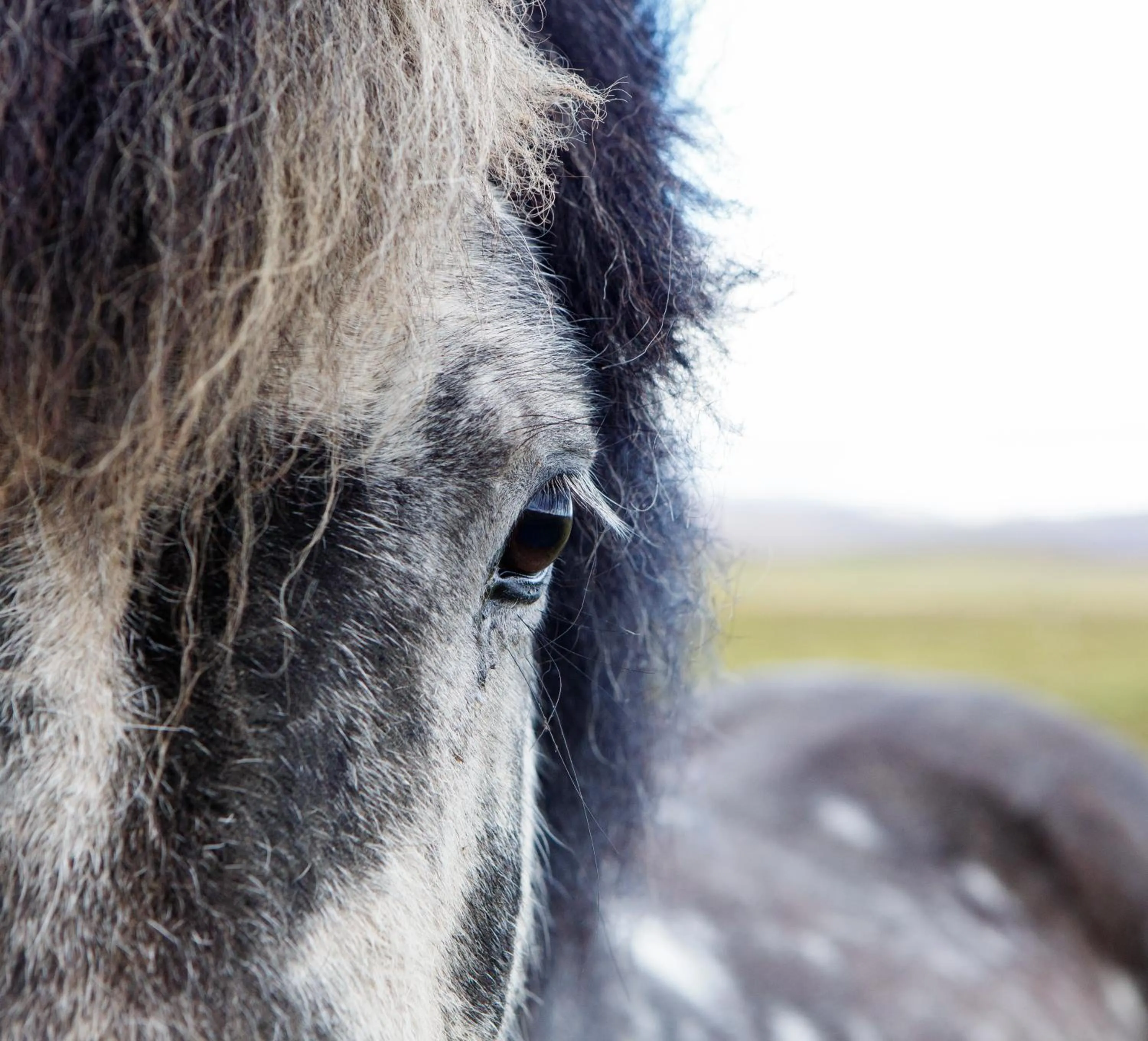 Horse-riding in Hestaland Guesthouse Horse Farm Stay