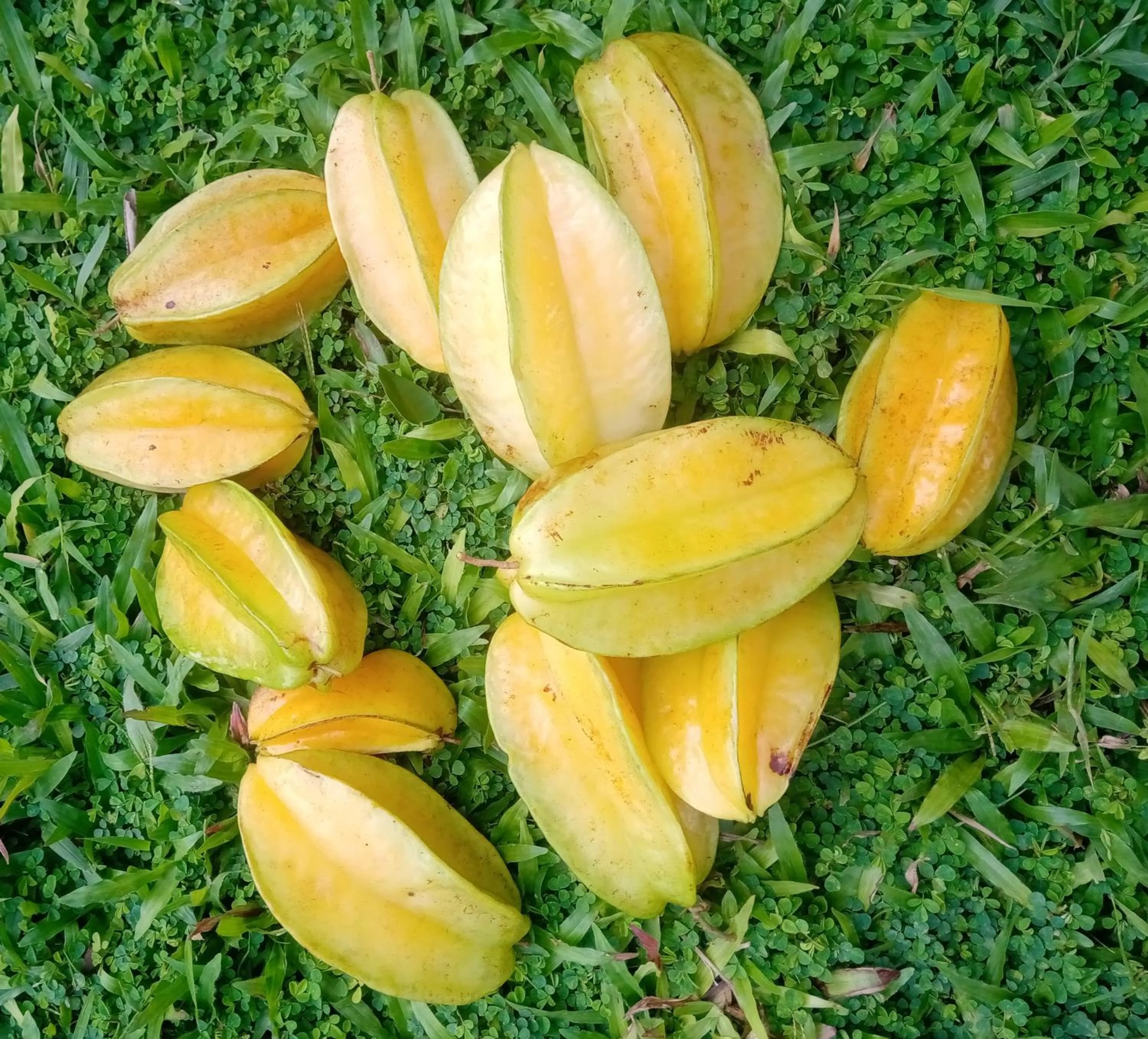 Breakfast in Turtle Eco Beach