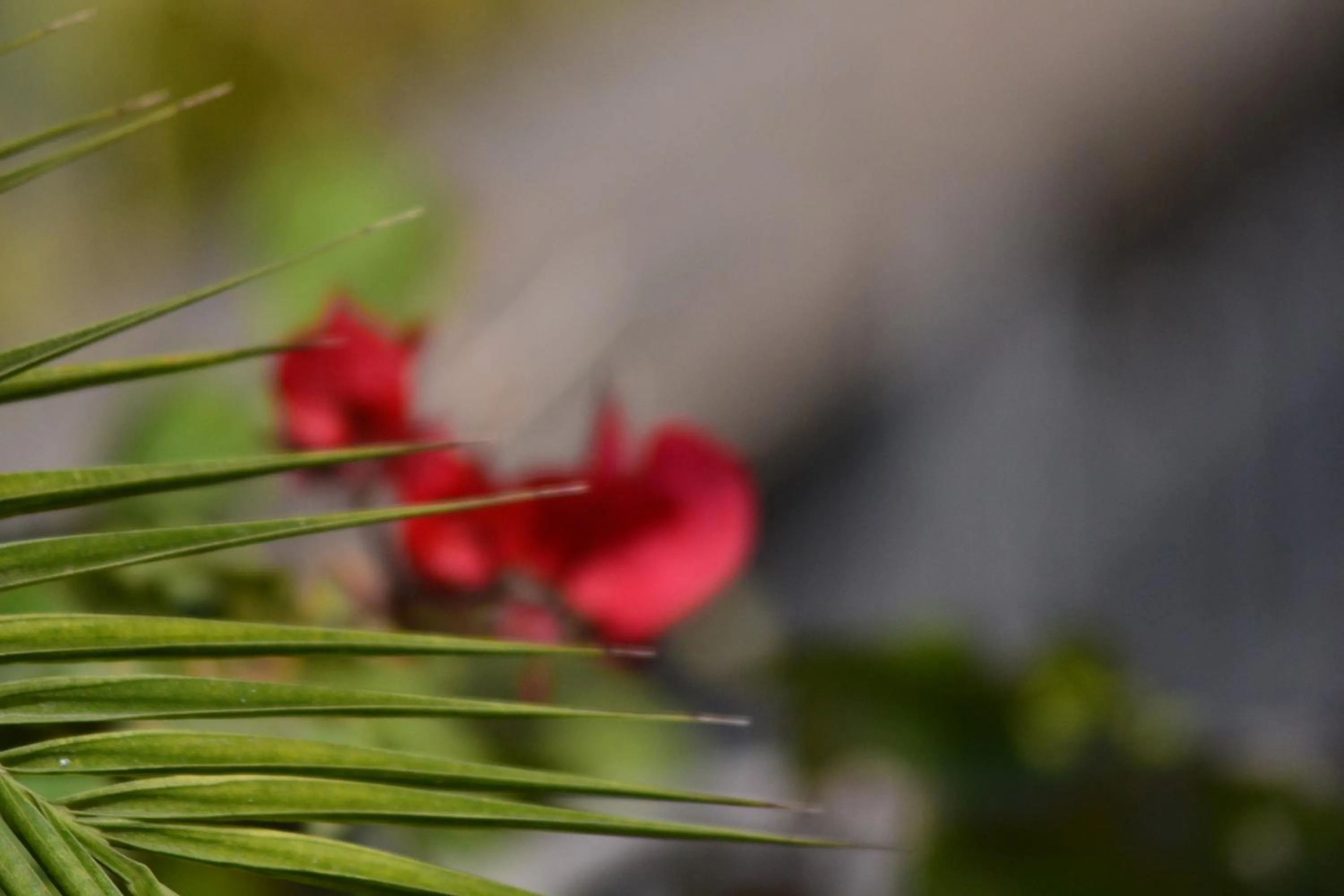 Spring in Riad Hôtel Belleville Marrakech