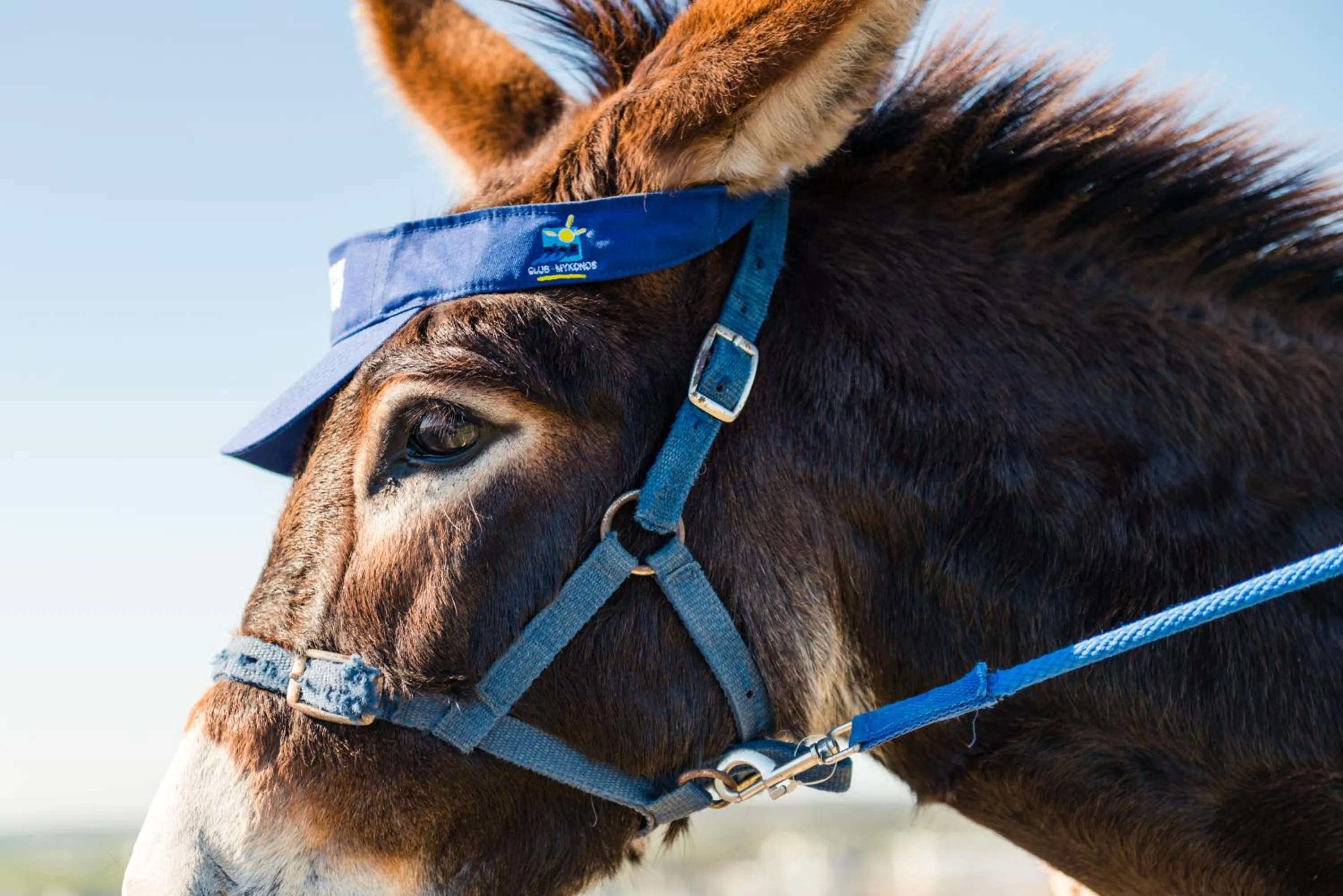 Animals in Club Mykonos Langebaan