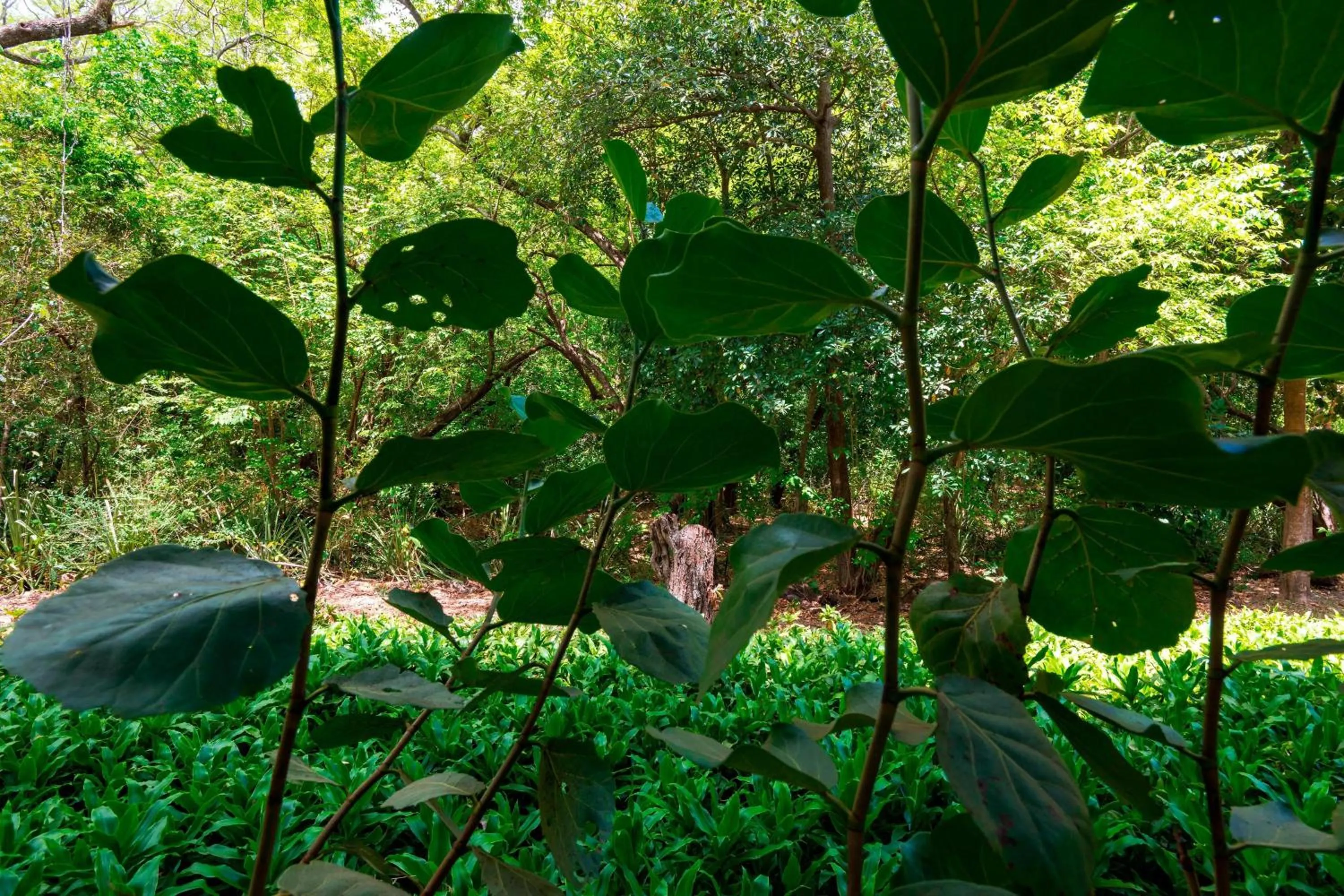 Property building in El Mangroove Papagayo, Autograph Collection