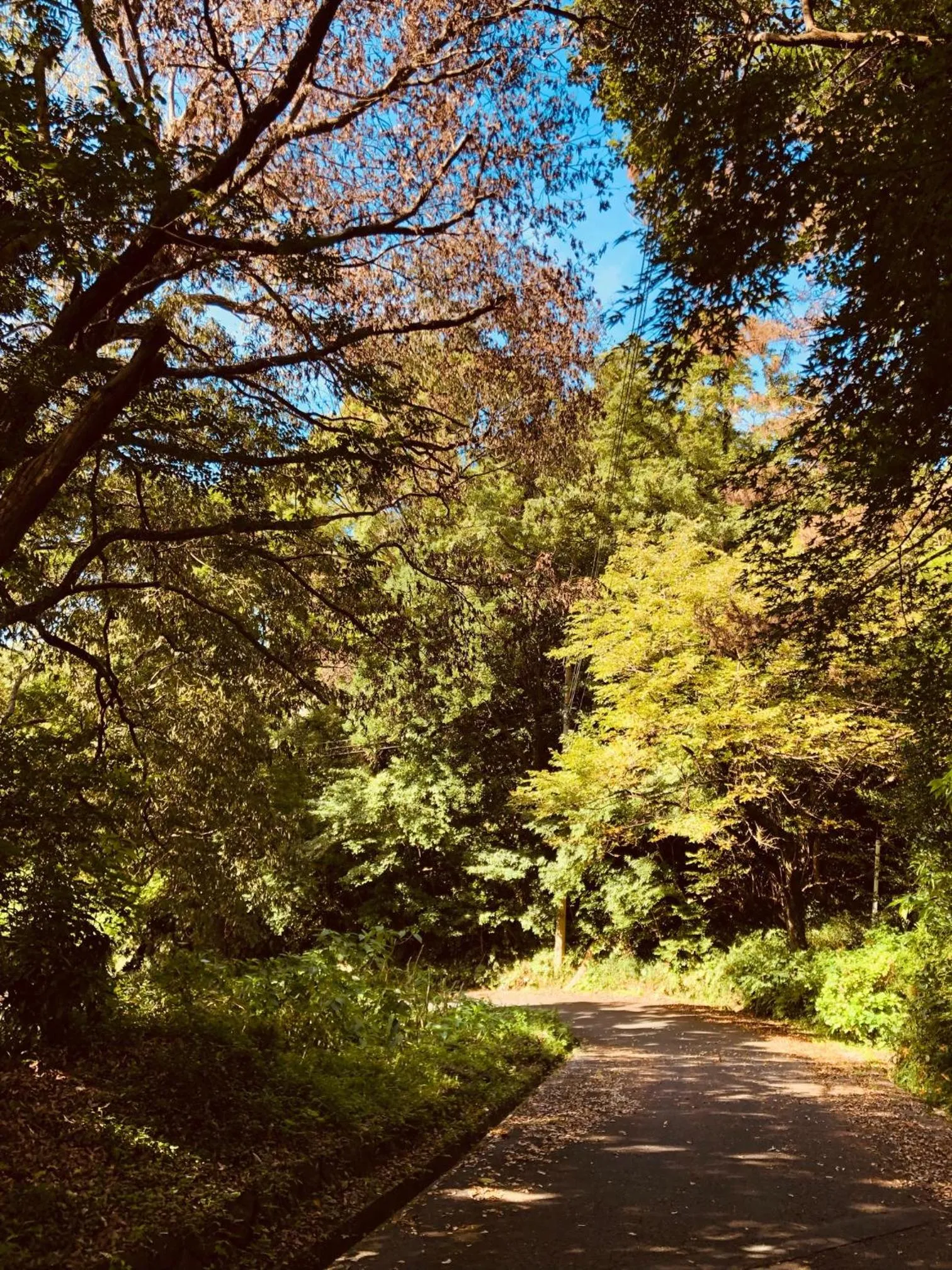 Natural landscape in Cozy Villa with Hot springs and Nature