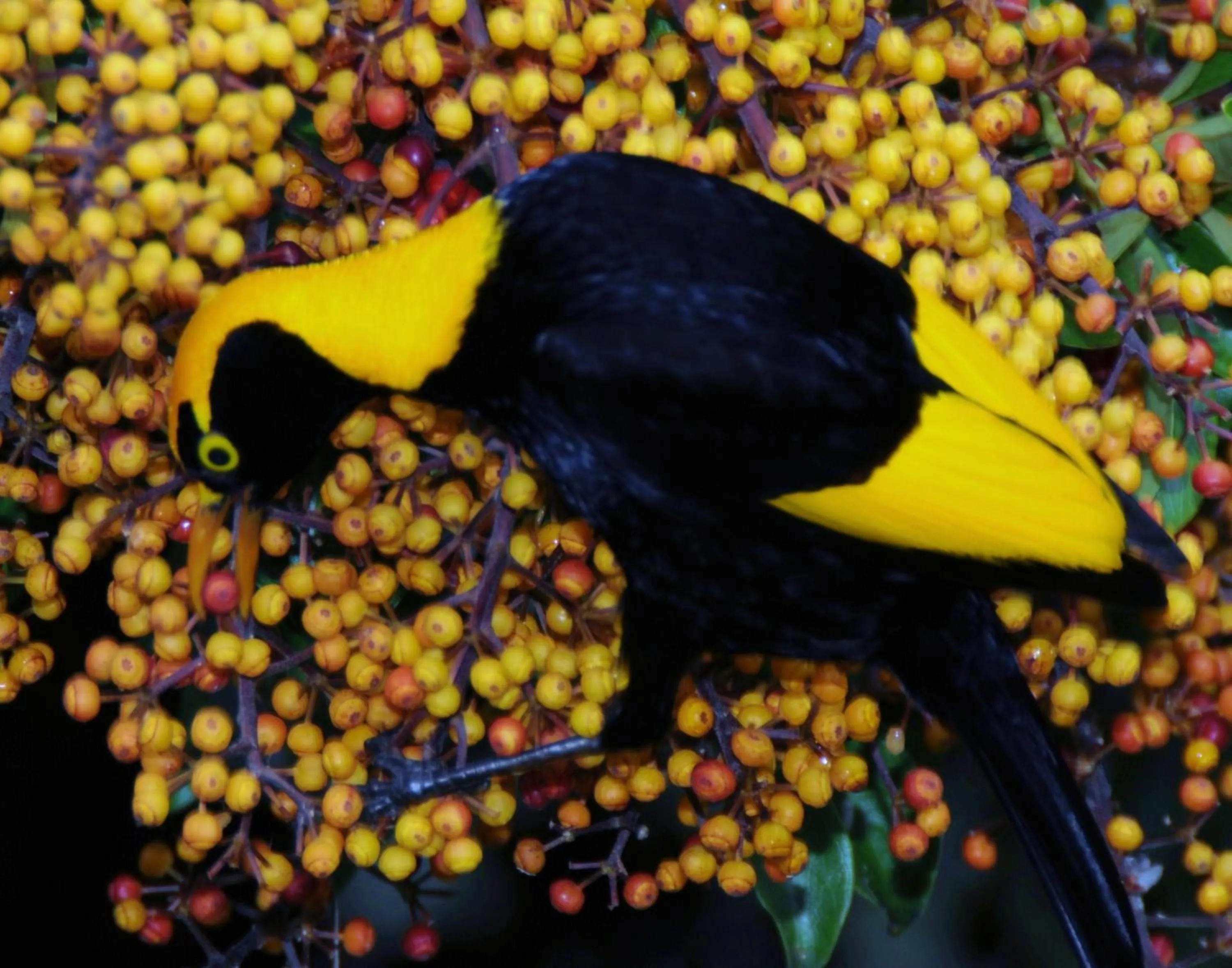 Animals in Yarrahapinni Homestead