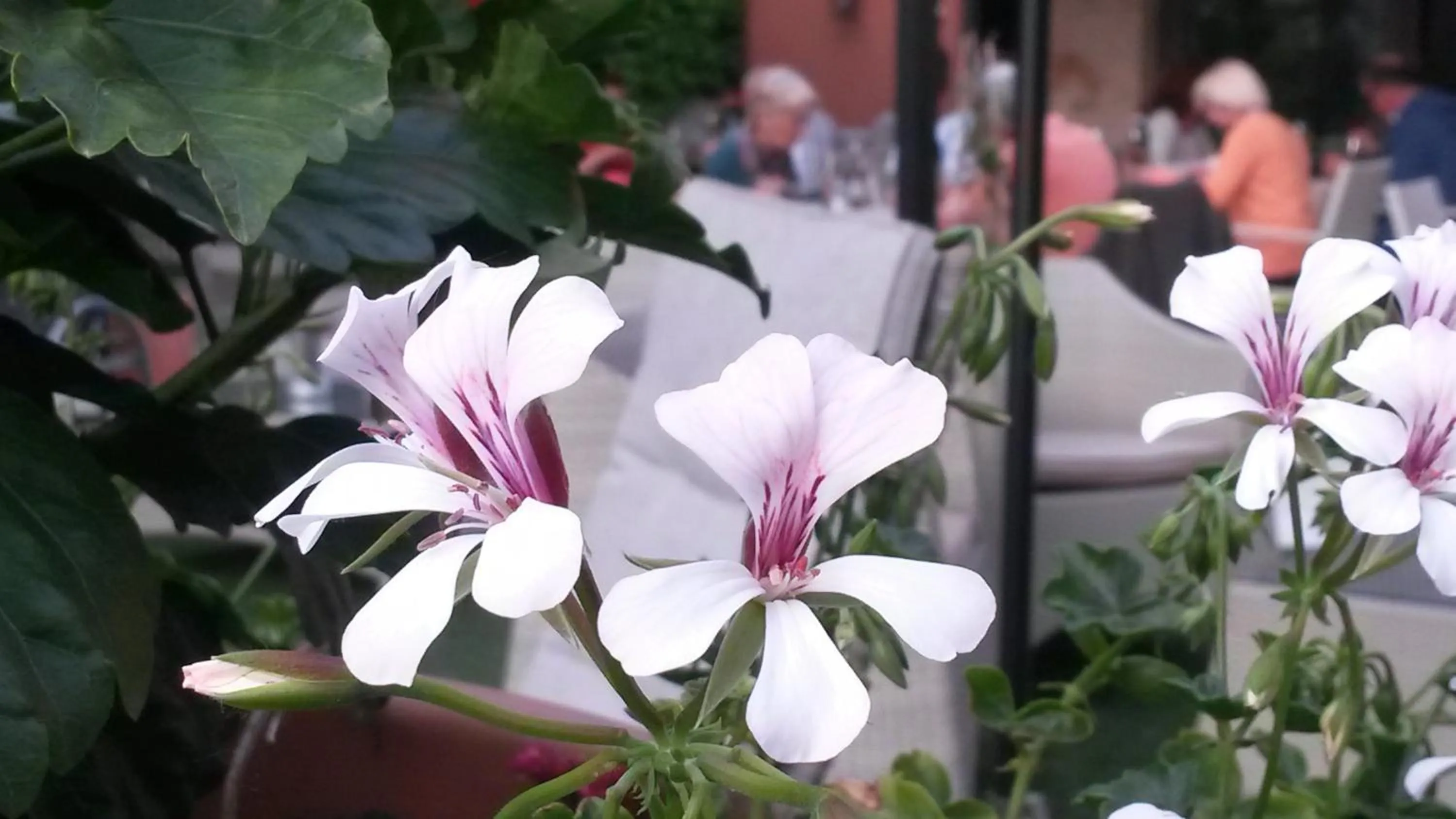 Facade/entrance in Hotel Ristorante Al Caminetto WorldHotels Crafted Adults Only