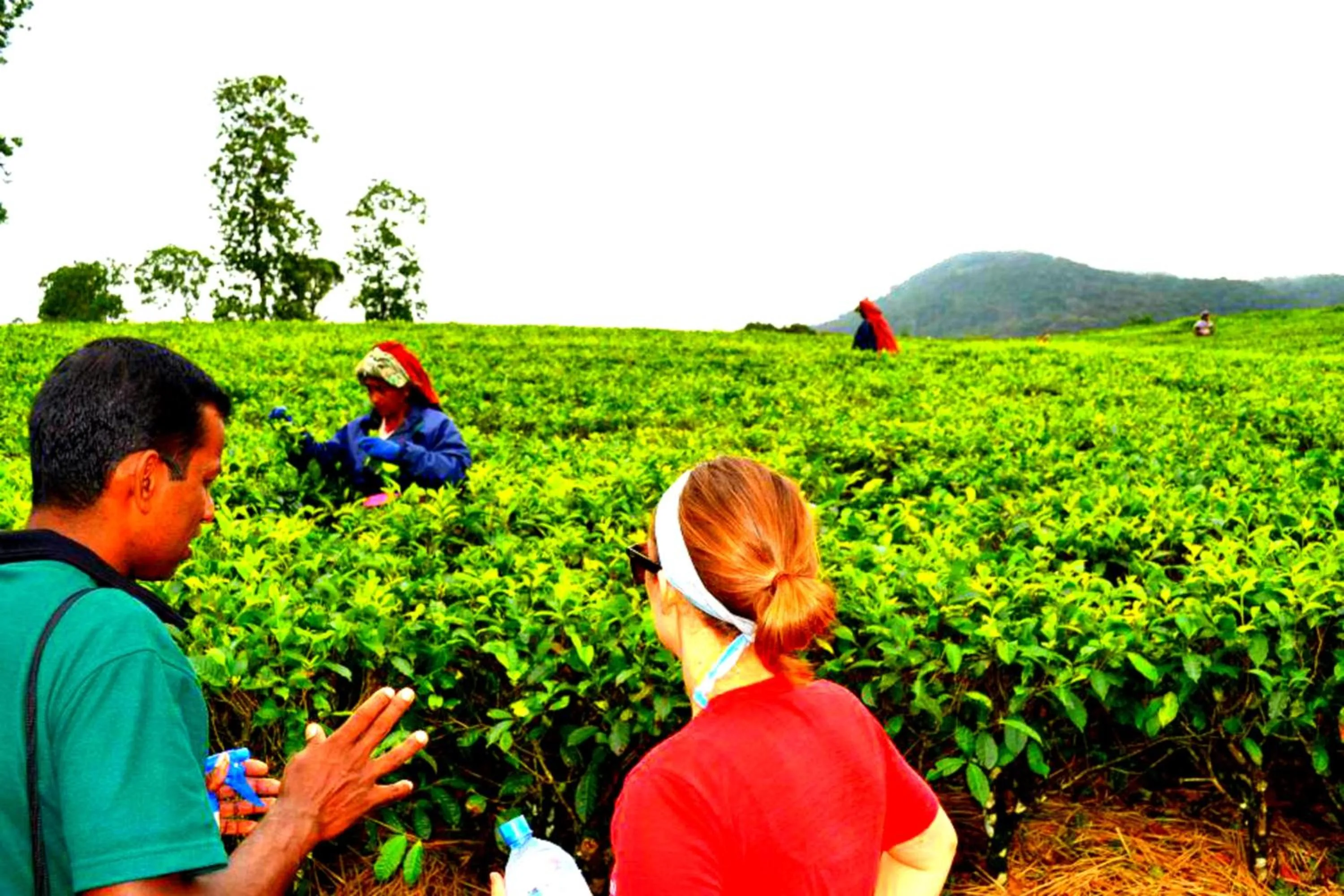 Off site in The Rainforest Ecolodge - Sinharaja with Shuttle Service from Car Park