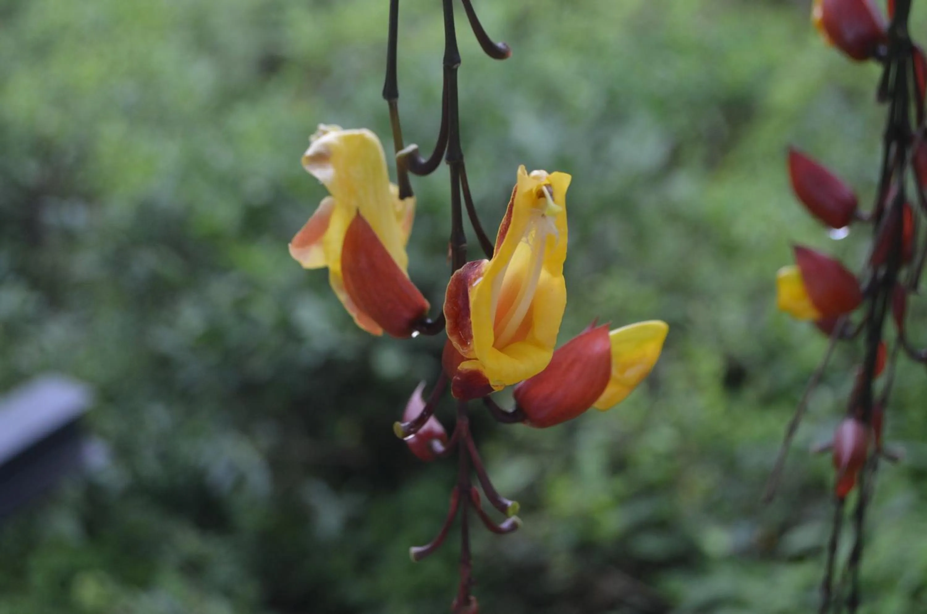 On site in The Rainforest Ecolodge - Sinharaja with Shuttle Service from Car Park