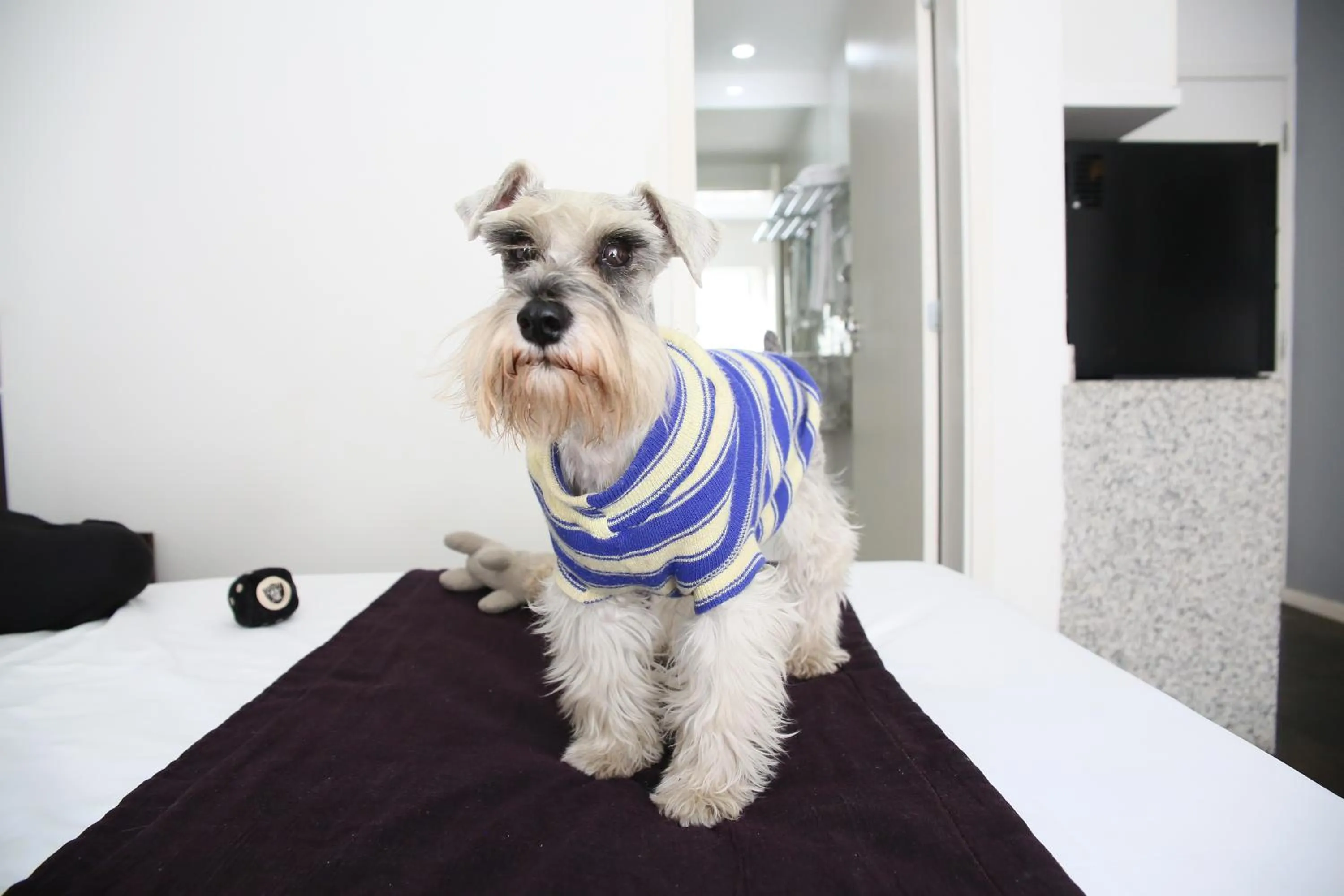 Pets in San Diego Suites Pampulha Hotel - Oficial