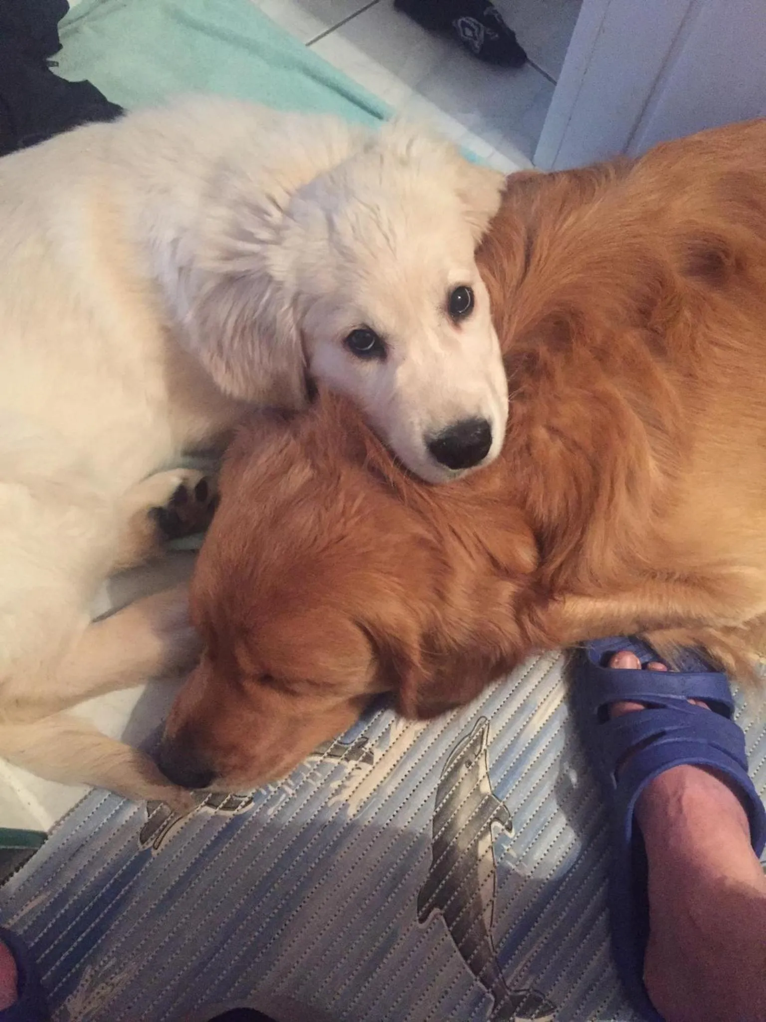 Pets in Pensjonat Kasia i Michał